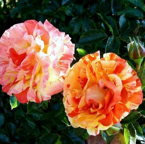 Oranges and Lemons / Papagena