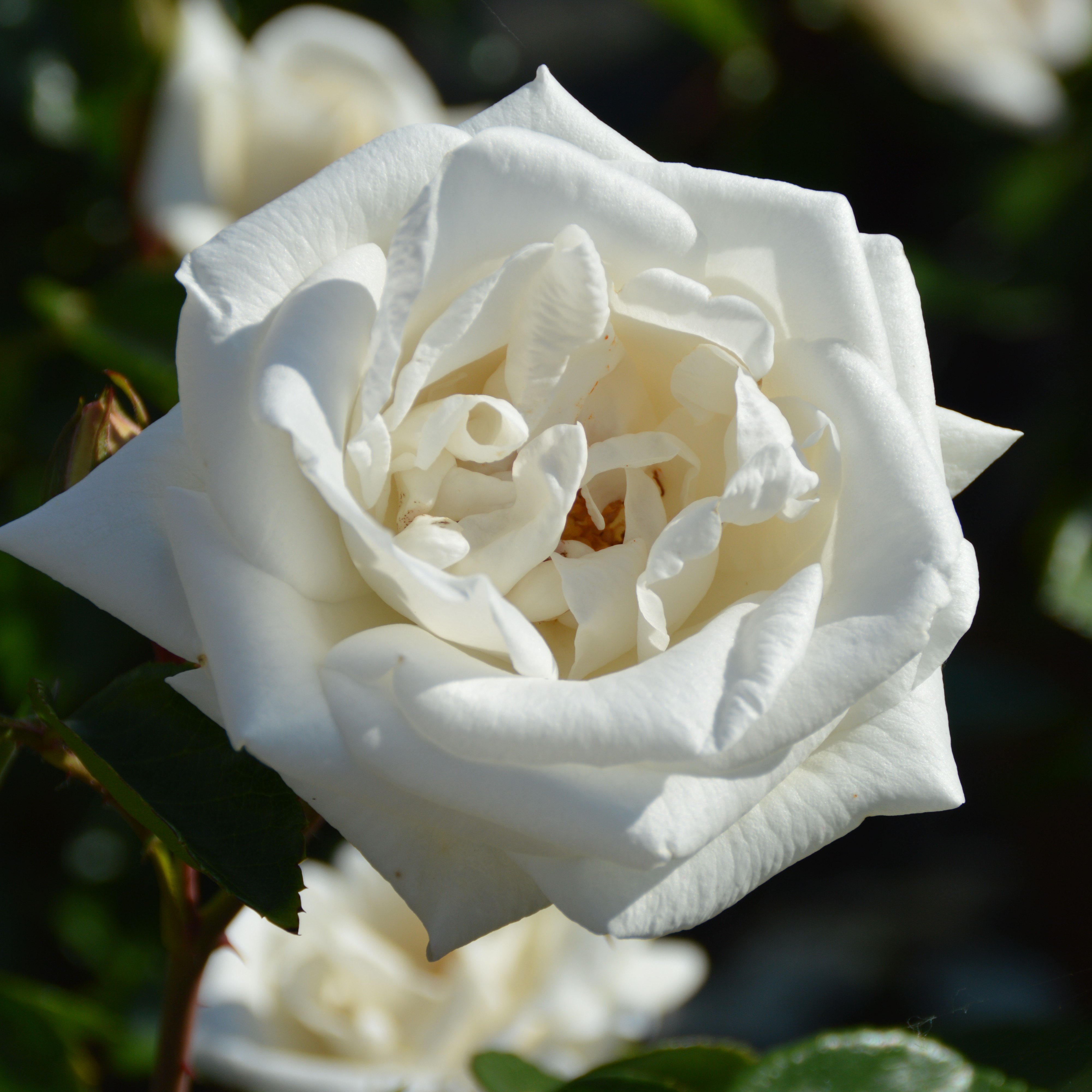 White New Dawn
