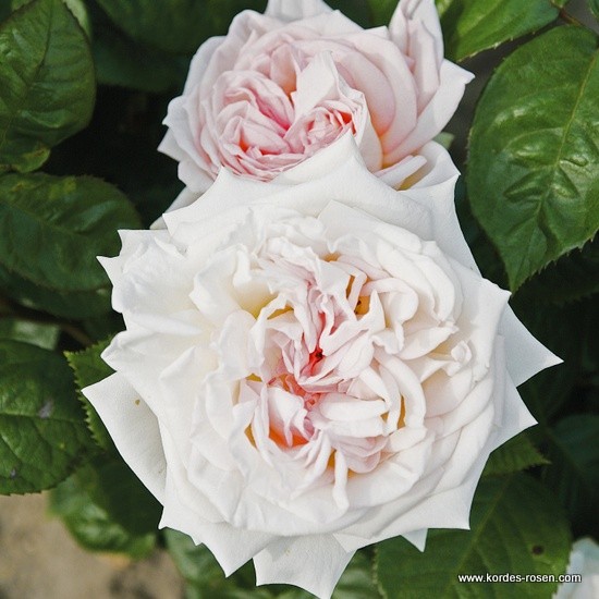 Madame Anisette