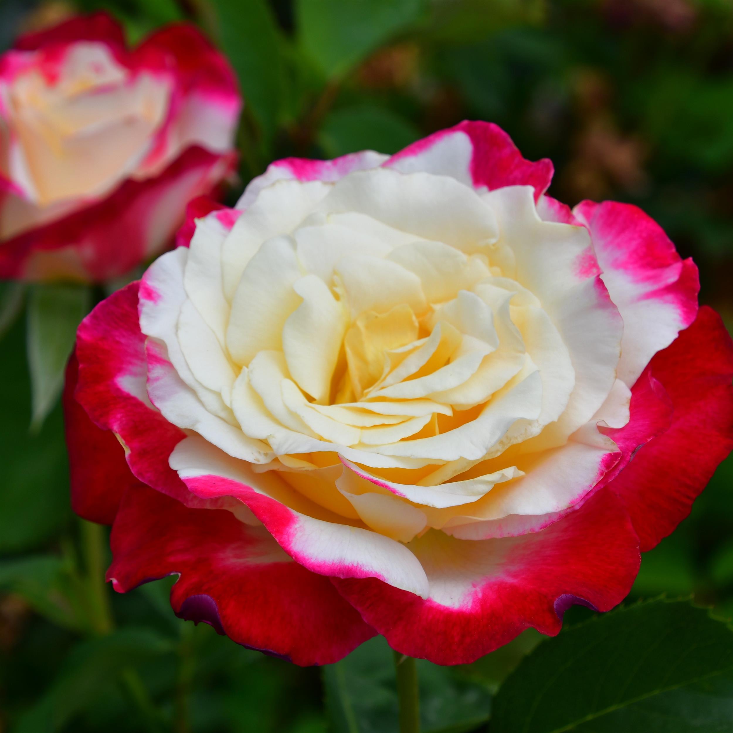 Double Delight
