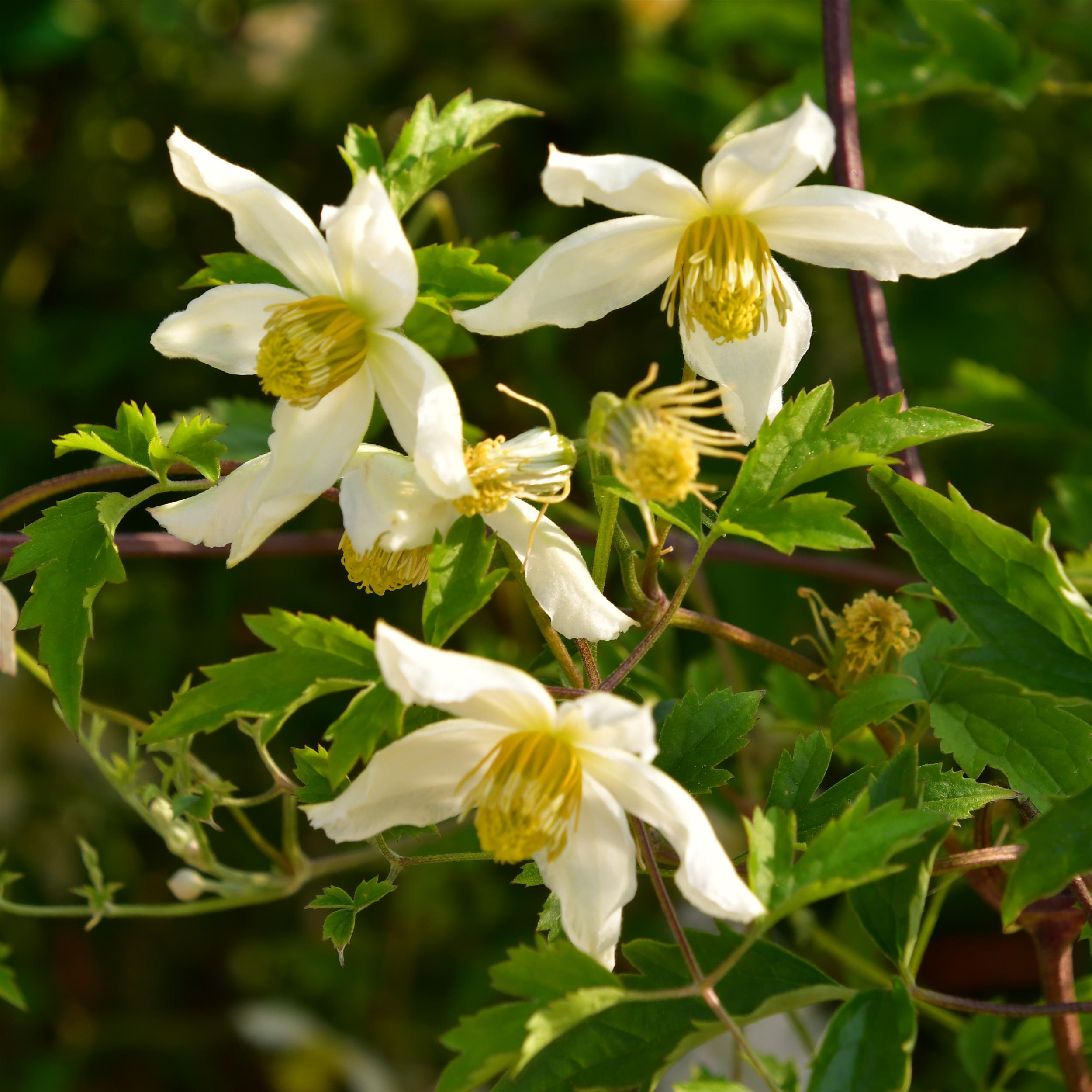 Clematis tangutica 'Anita'