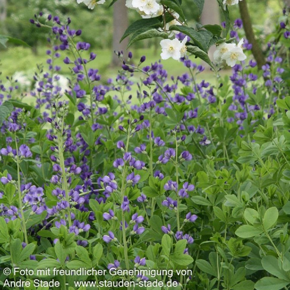 Baptisia austrails 1L