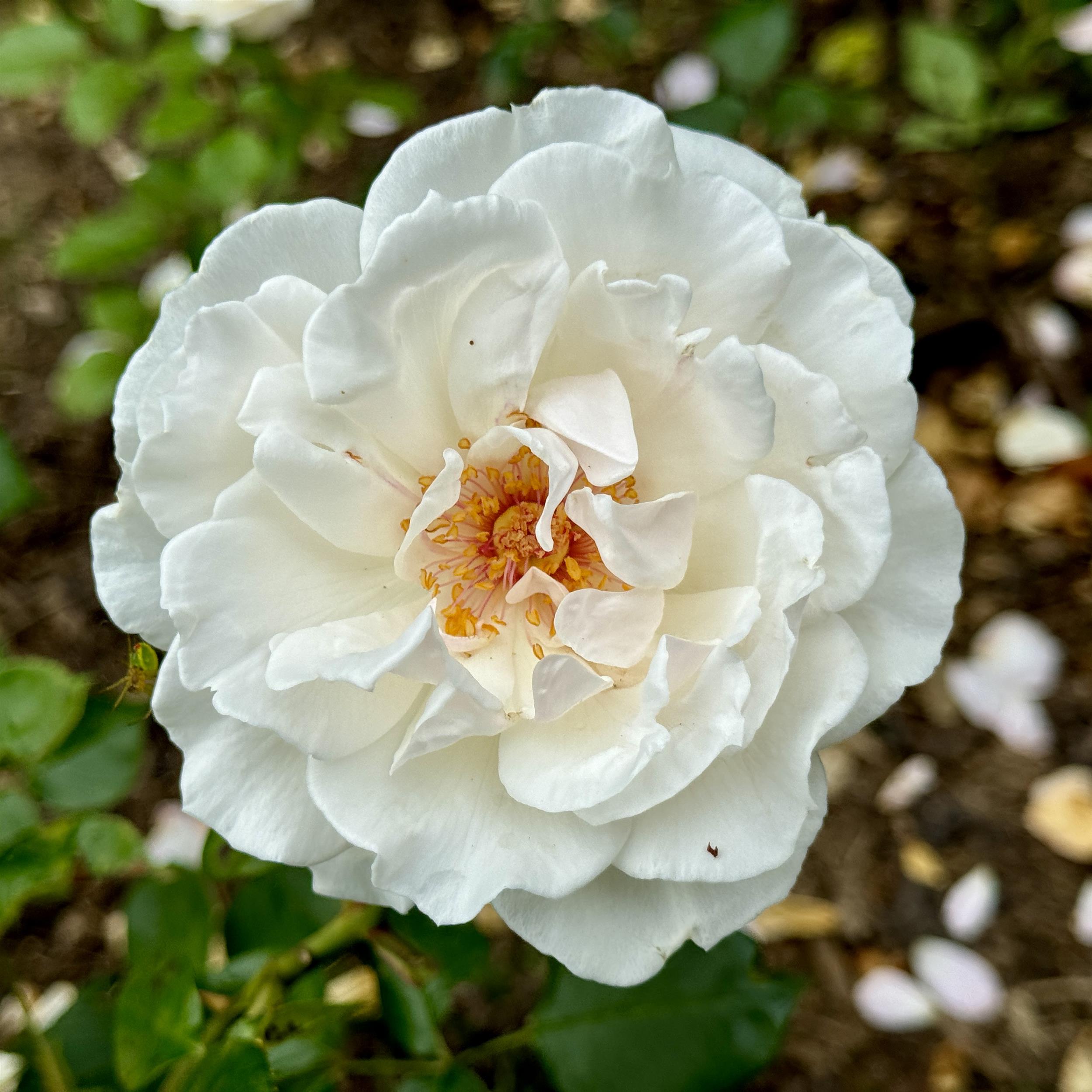 Miss Elizabeth Bennet