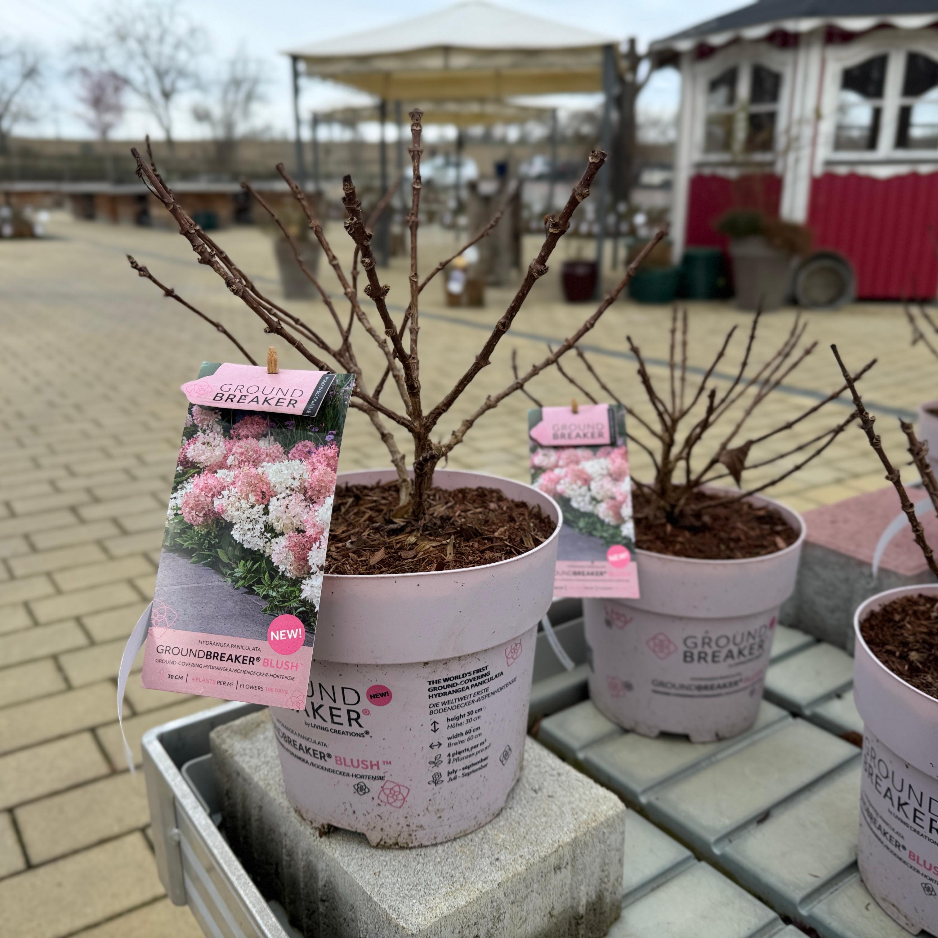 Hydrangea paniculata Groundbreaker Blush