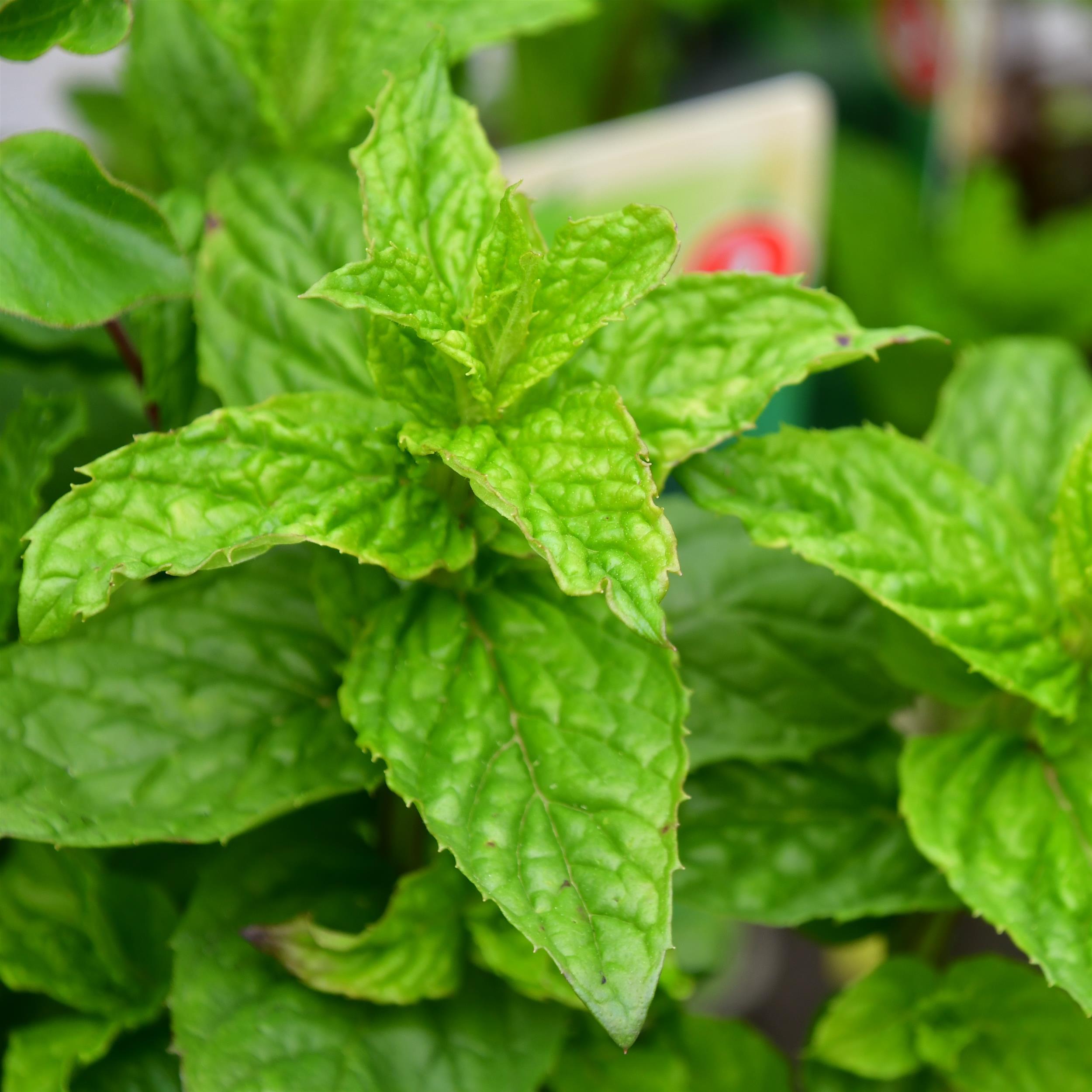 Mentha x piperita 'Mitcham'