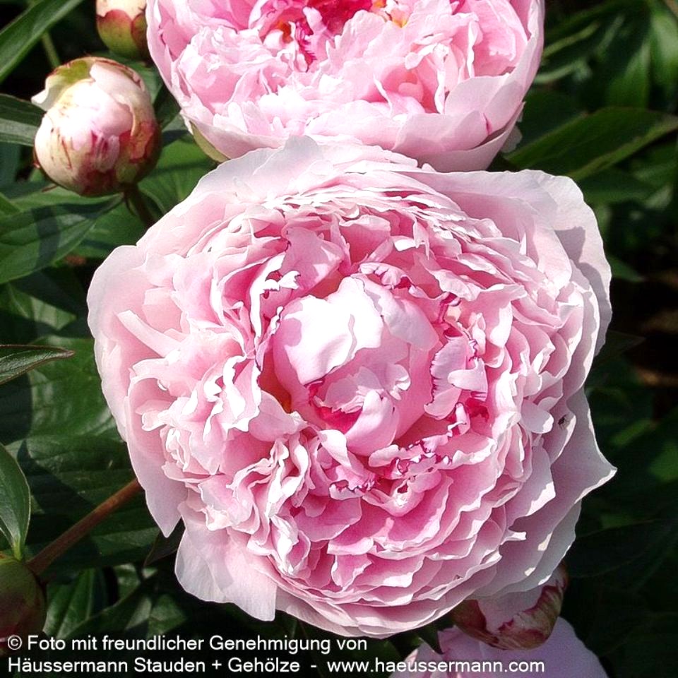Paeonia lactif.-Hybr. ´Sarah Bernhardt` C2