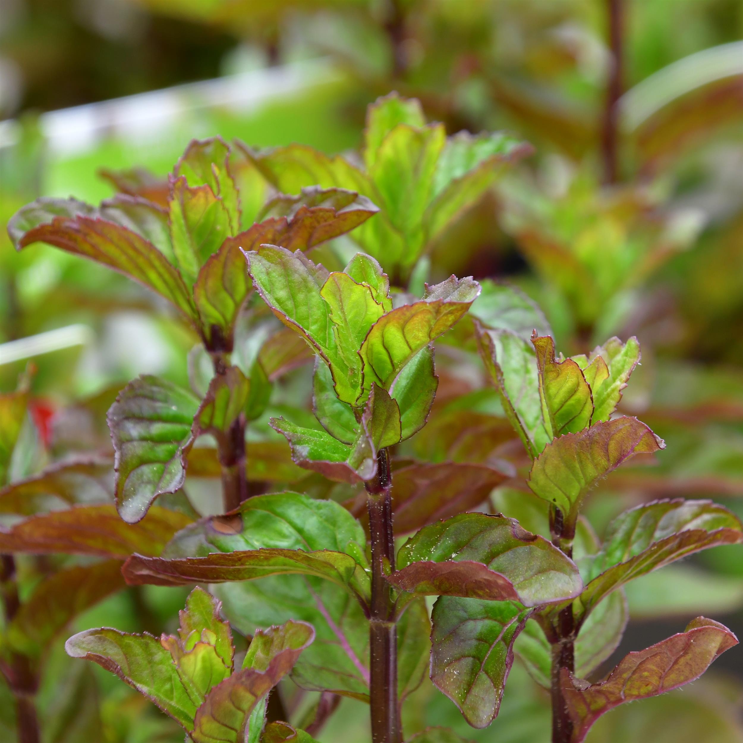 Mentha x piperita var. citrata 'Orange' 1L