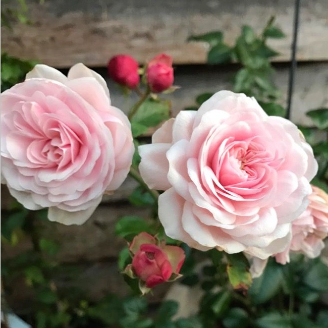 Schultheis-Rose Millenium