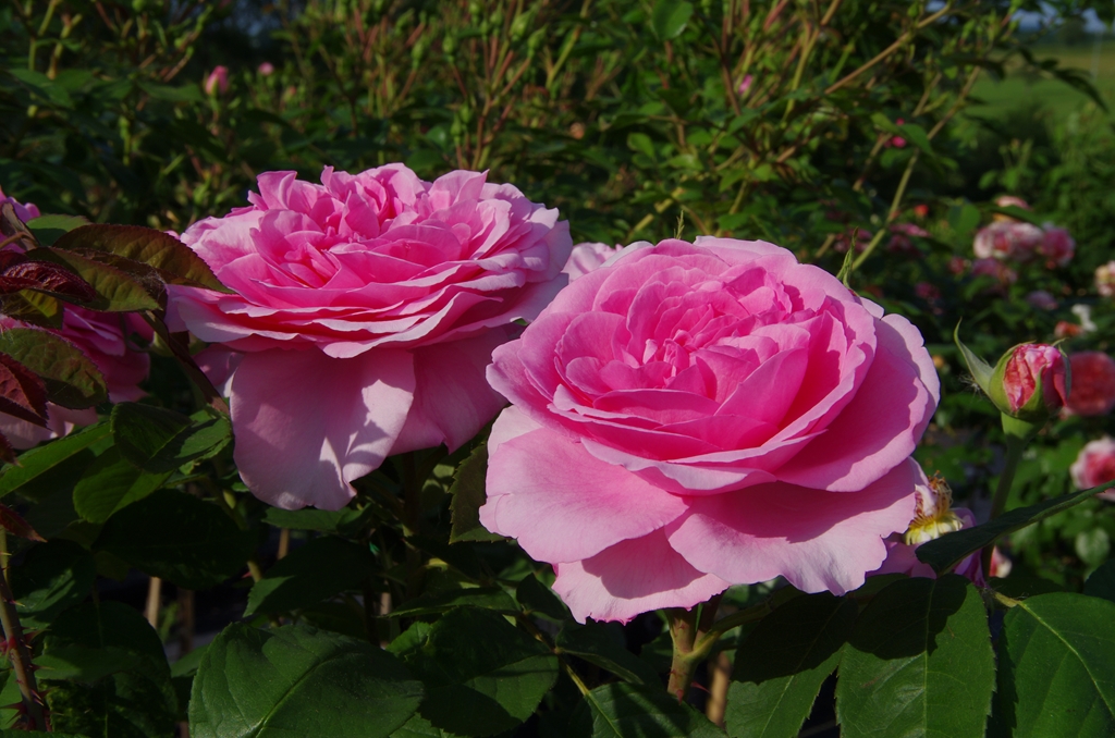 Gertrude Jekyll - Stammrose 90 cm