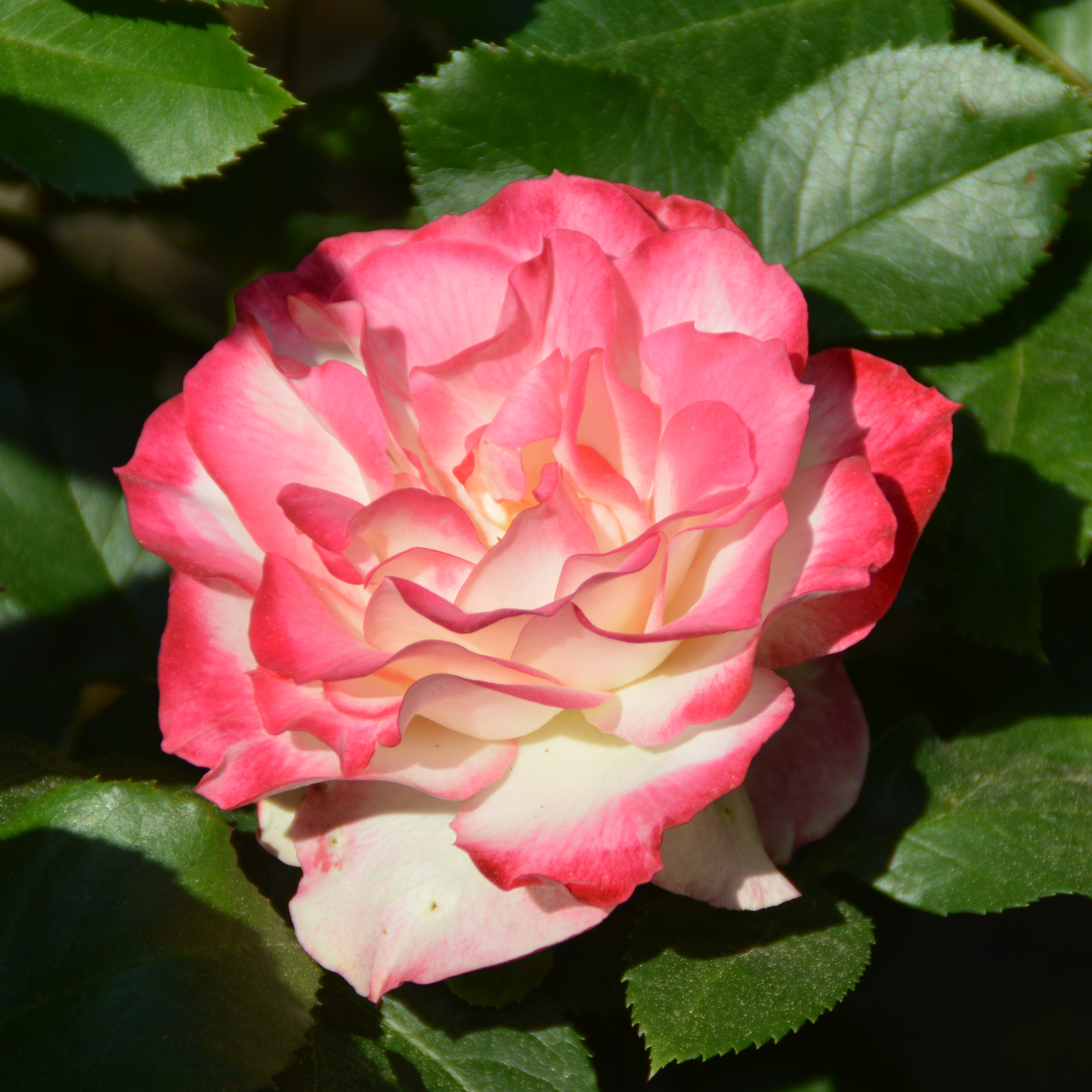 Jubilé de Prince de Monaco