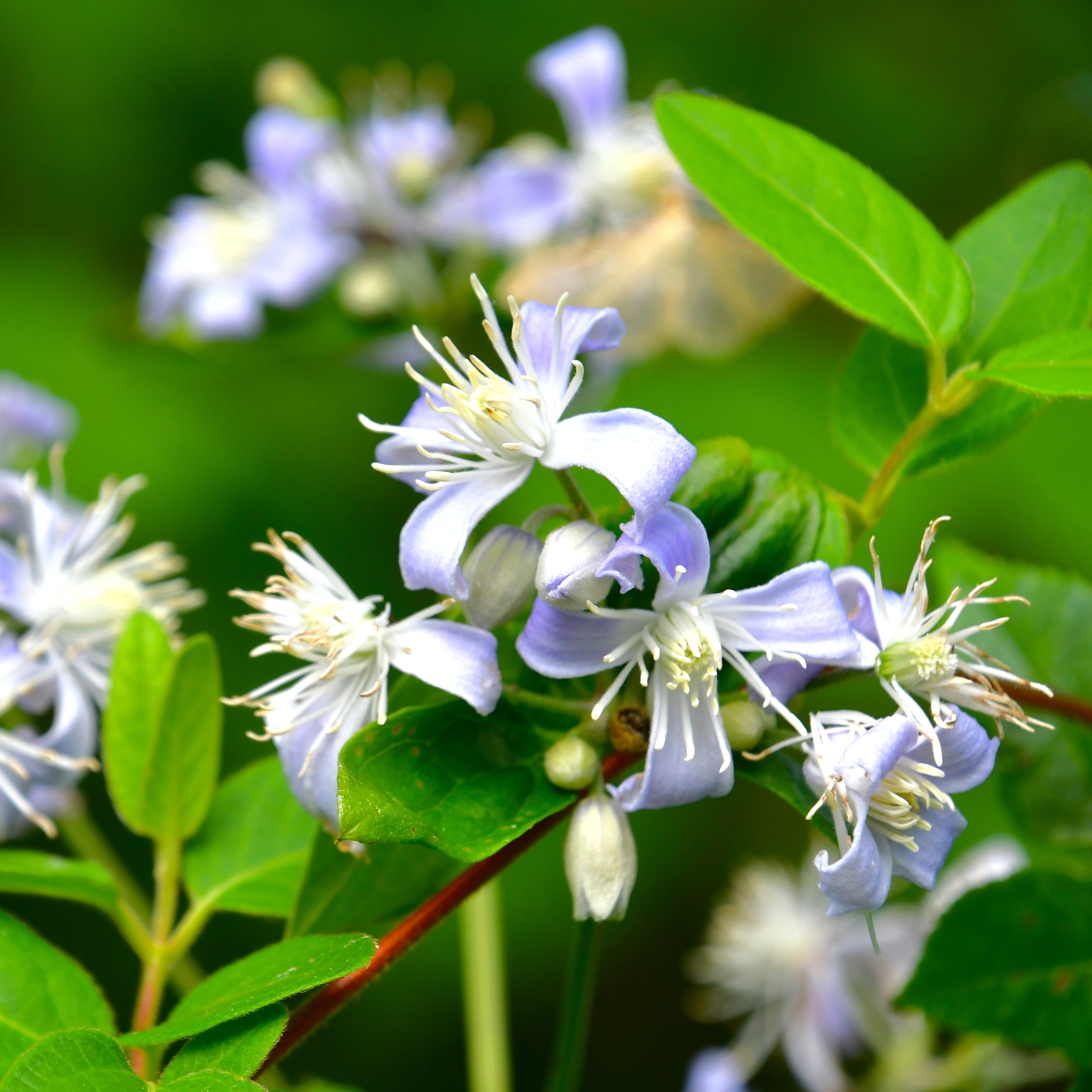 Clematis jouiniana 'Praecox'