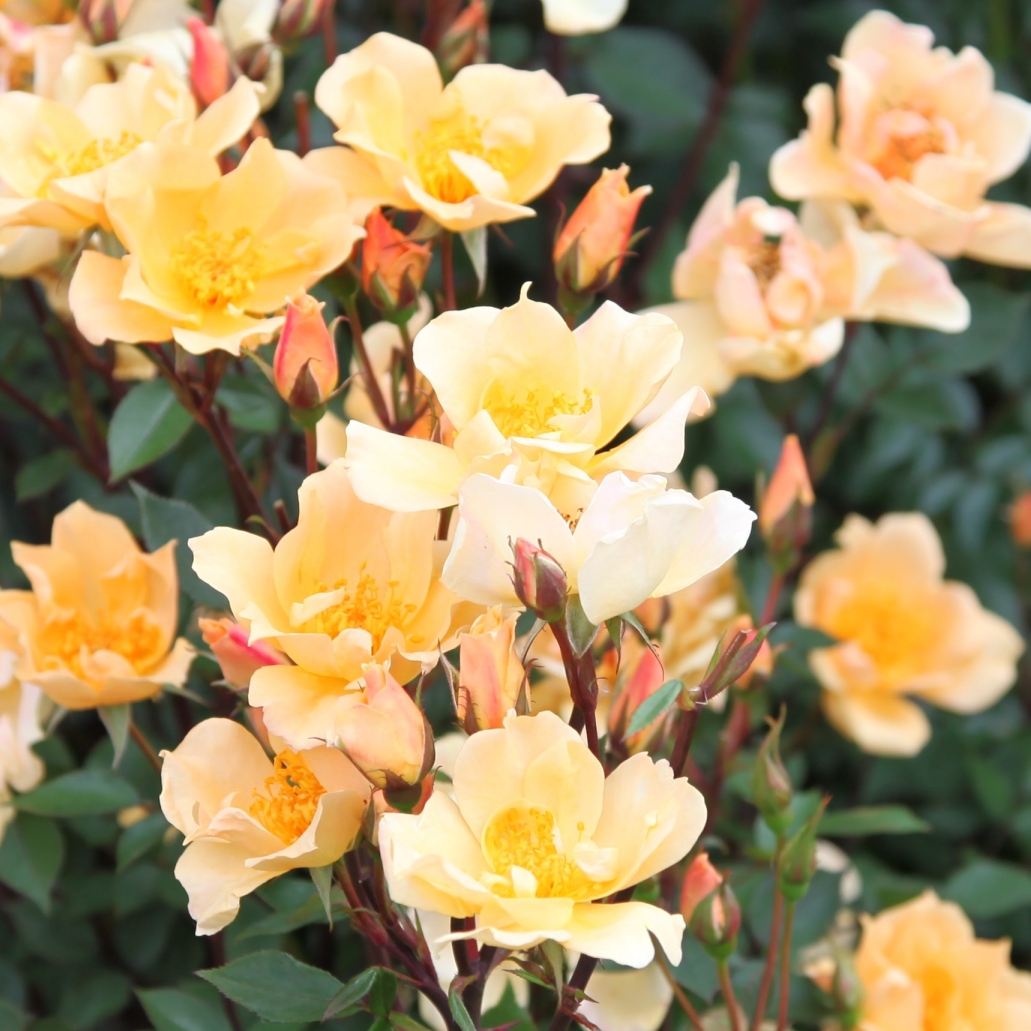 Humphrey`s Rose