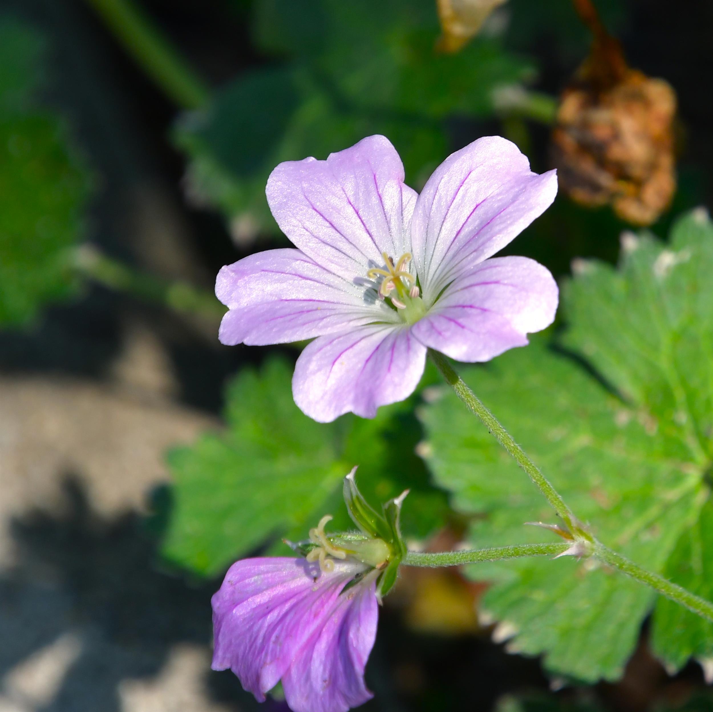 Geranium x cultorum 'Dreamland' 1L