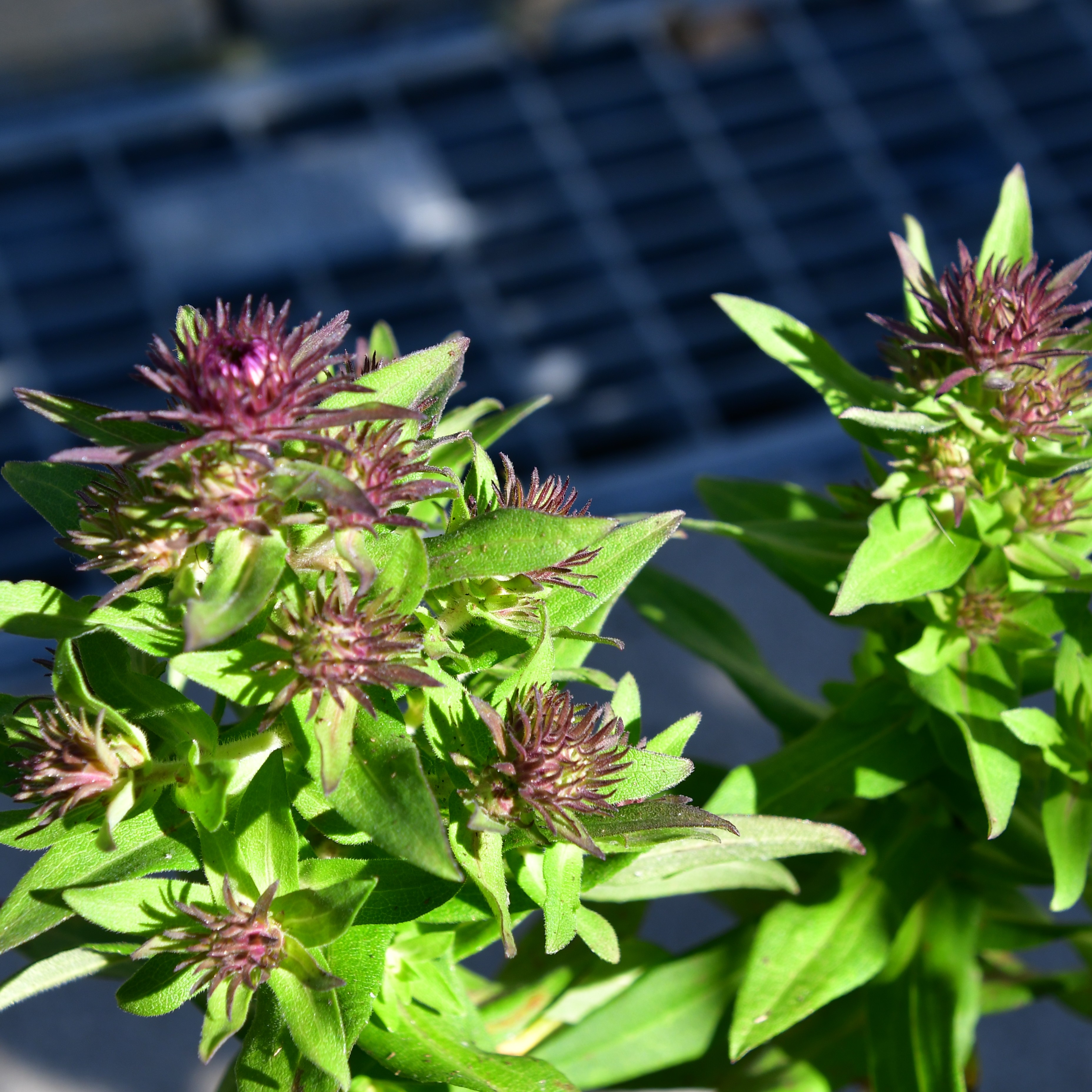 Aster novae-angliae 'Purple Dome' 1L