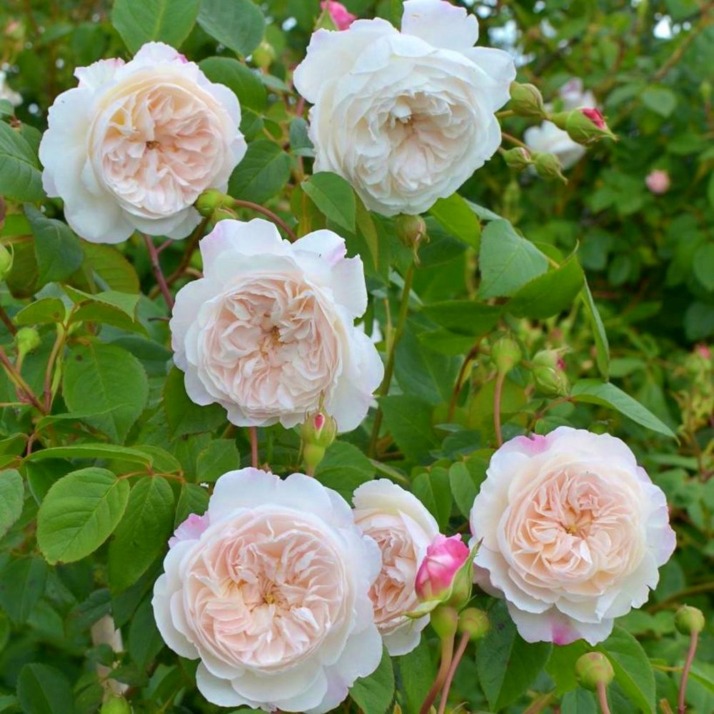 The Albrighton Rambler