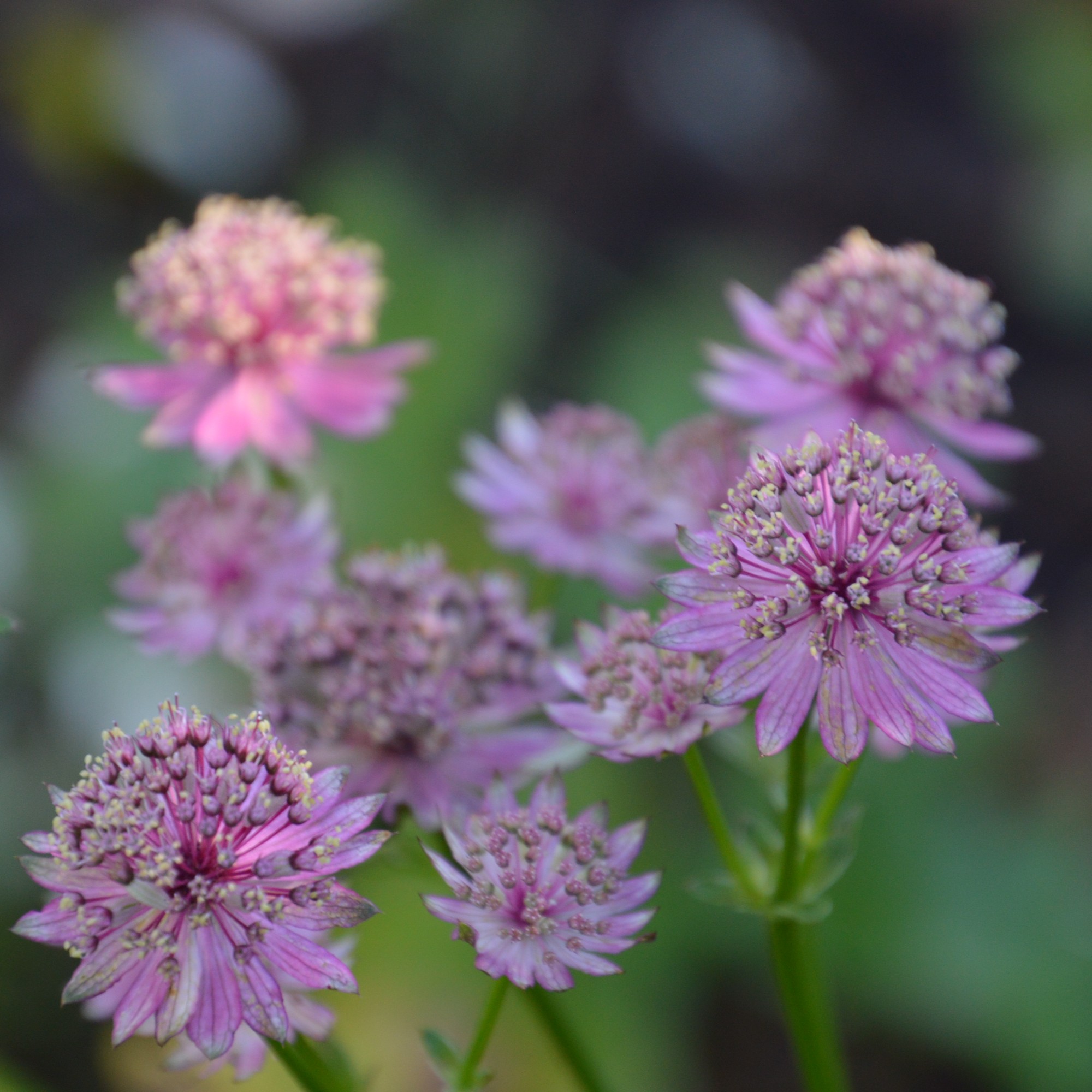 Astrantia major ´Primadonna` 0,5L