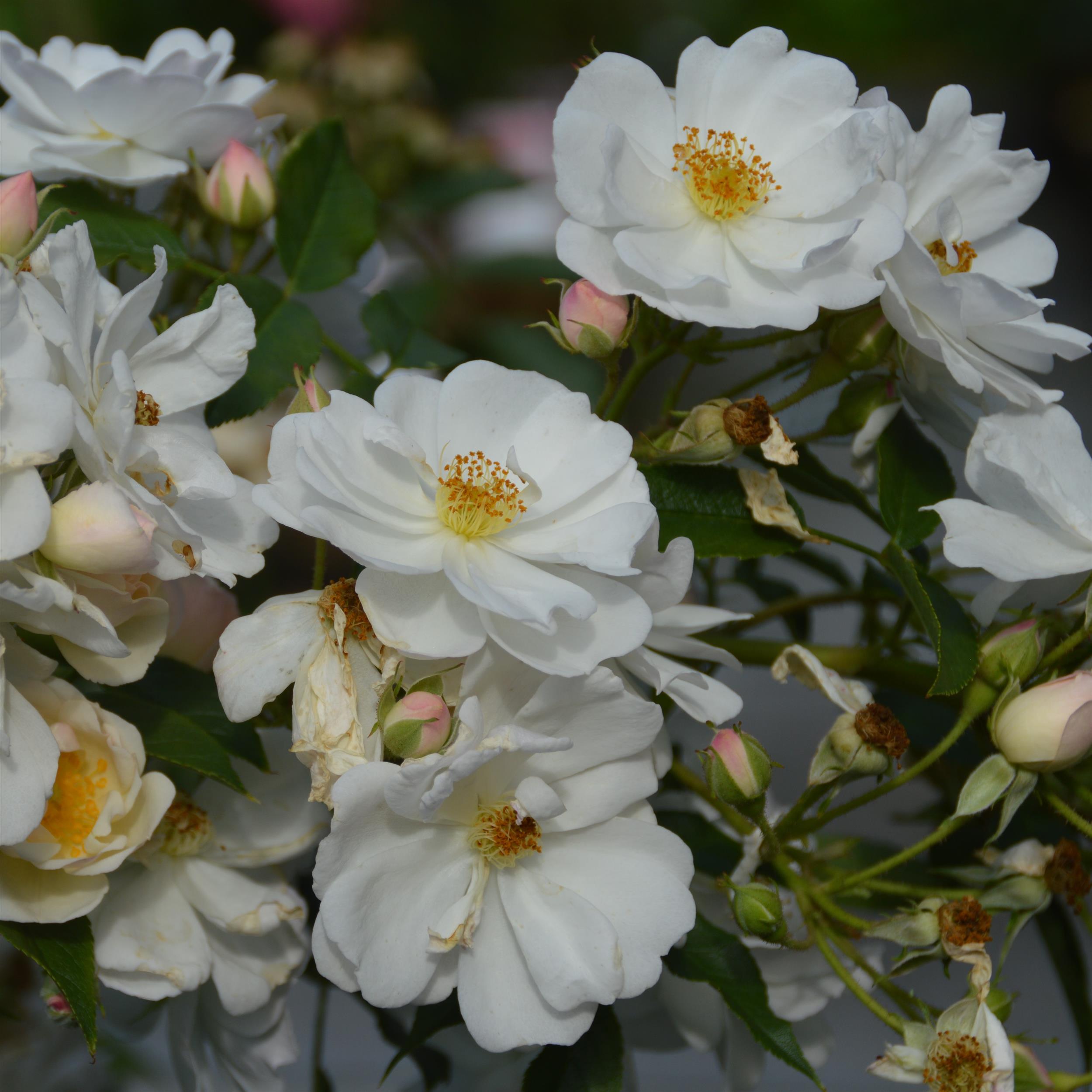 Penelope Hobhouse - Stammrose 110 cm