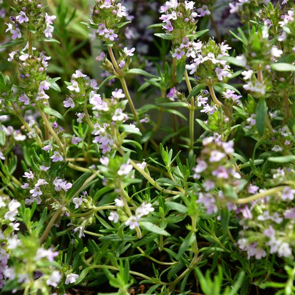 Thymus cherlerioides 'Duftkissen' 1L