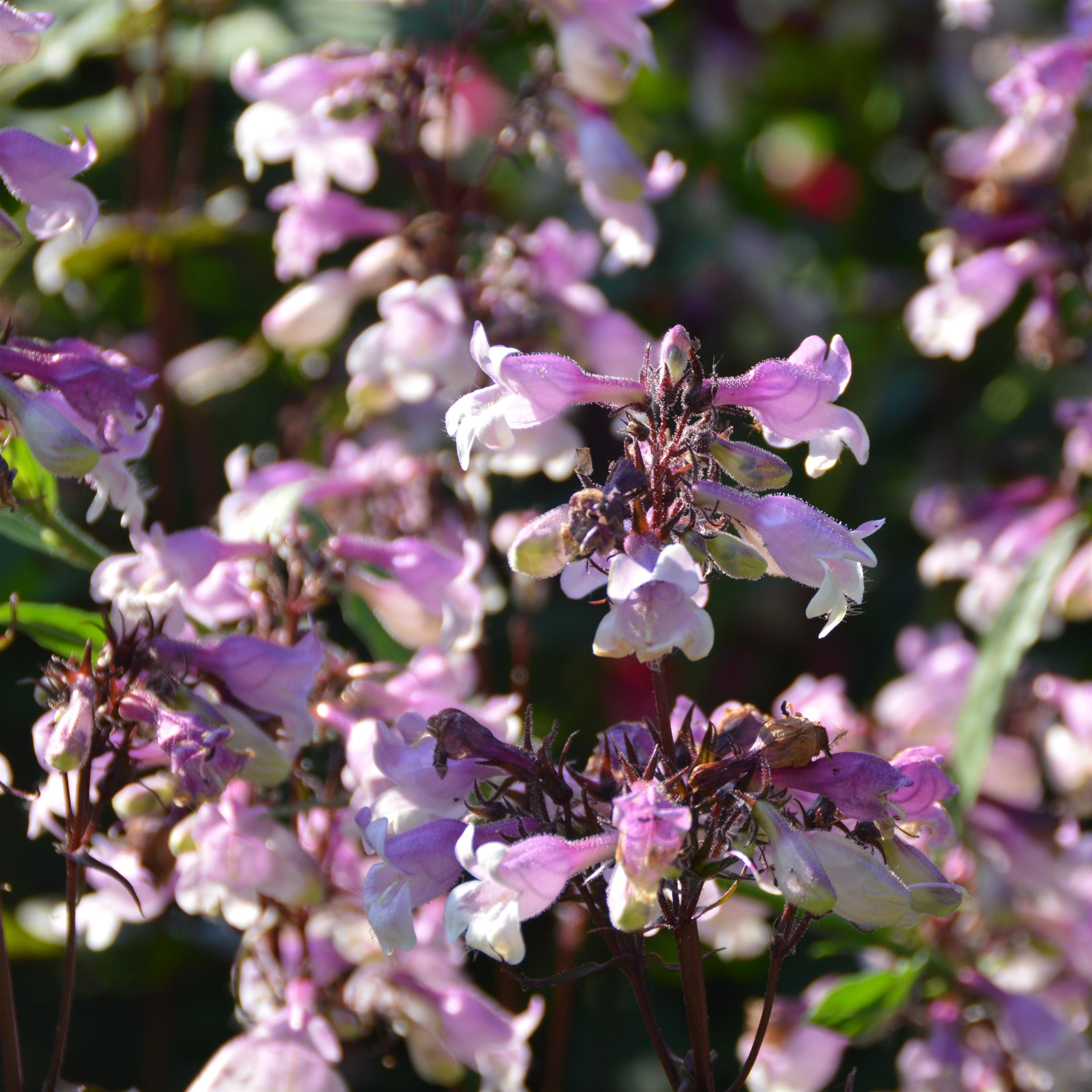 Penstemon digitalis ´Dark Towers' 1L