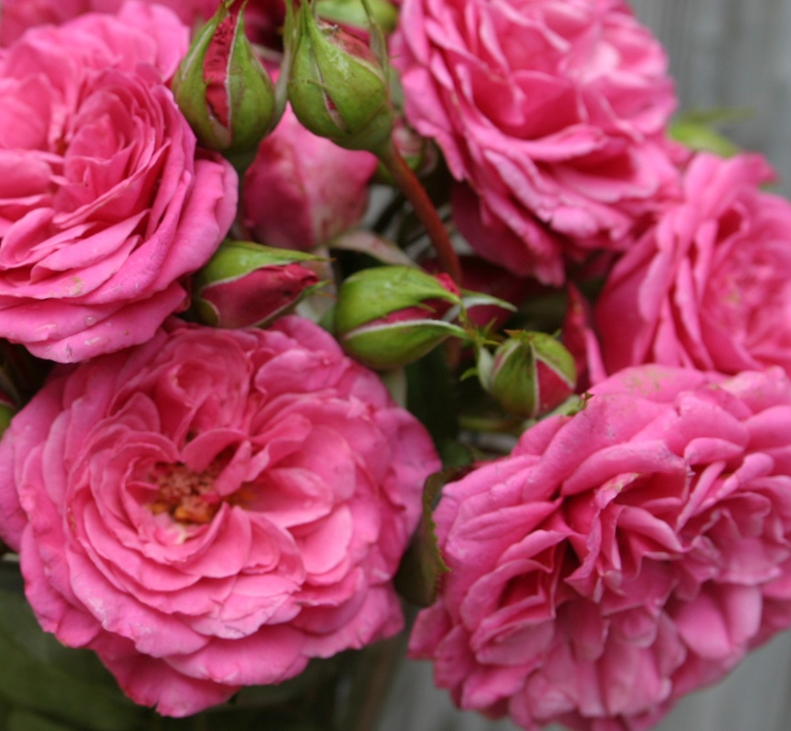 Rajah´s Rose