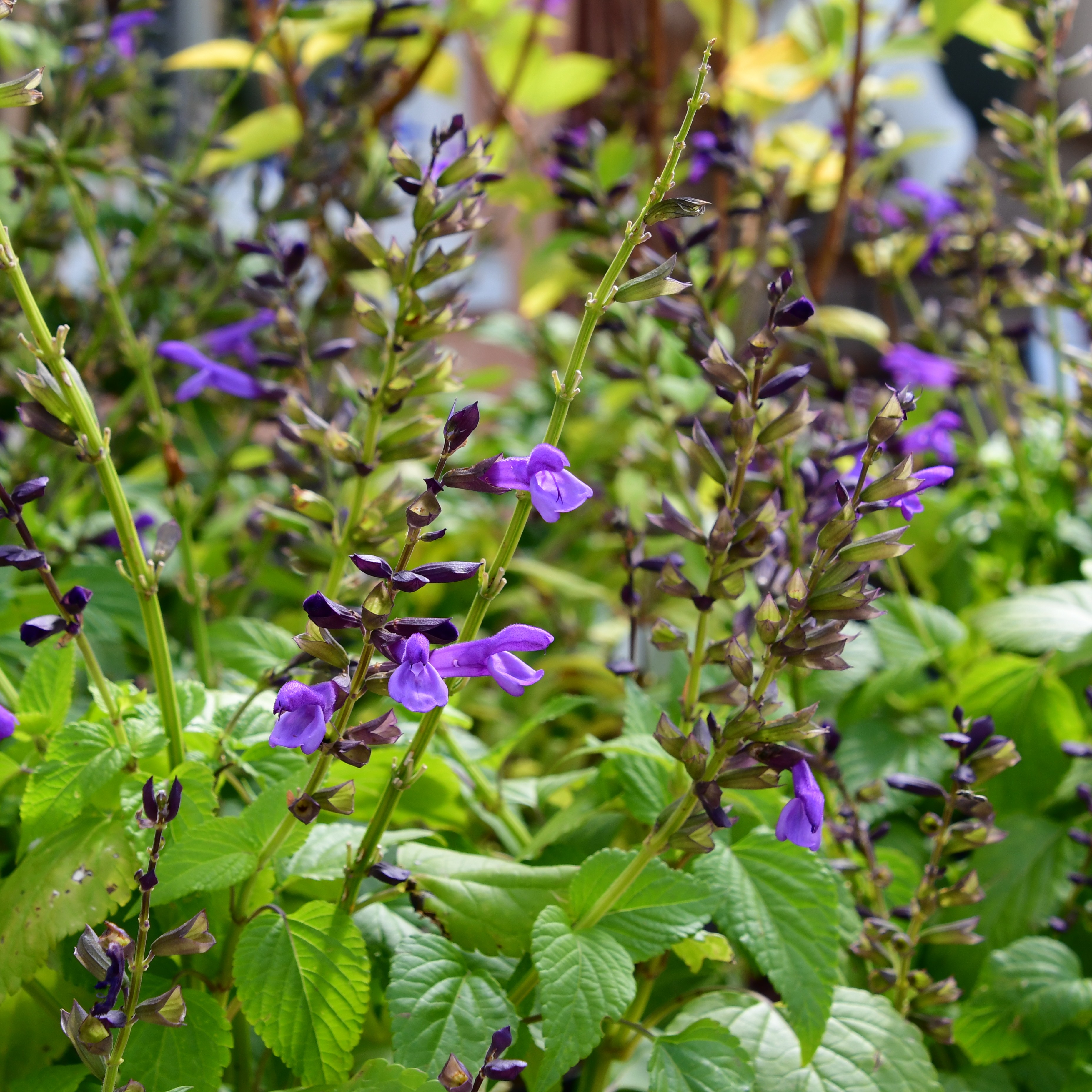 Salvia Salgoon Lake Garda 3L