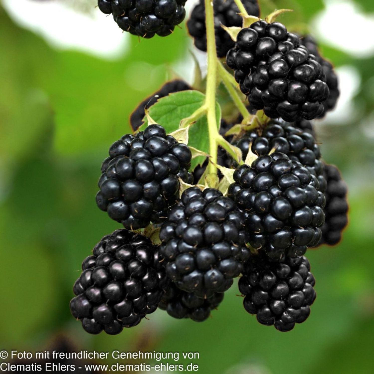 Rubus frut. 'Navaho'/dornenlose Brombeere