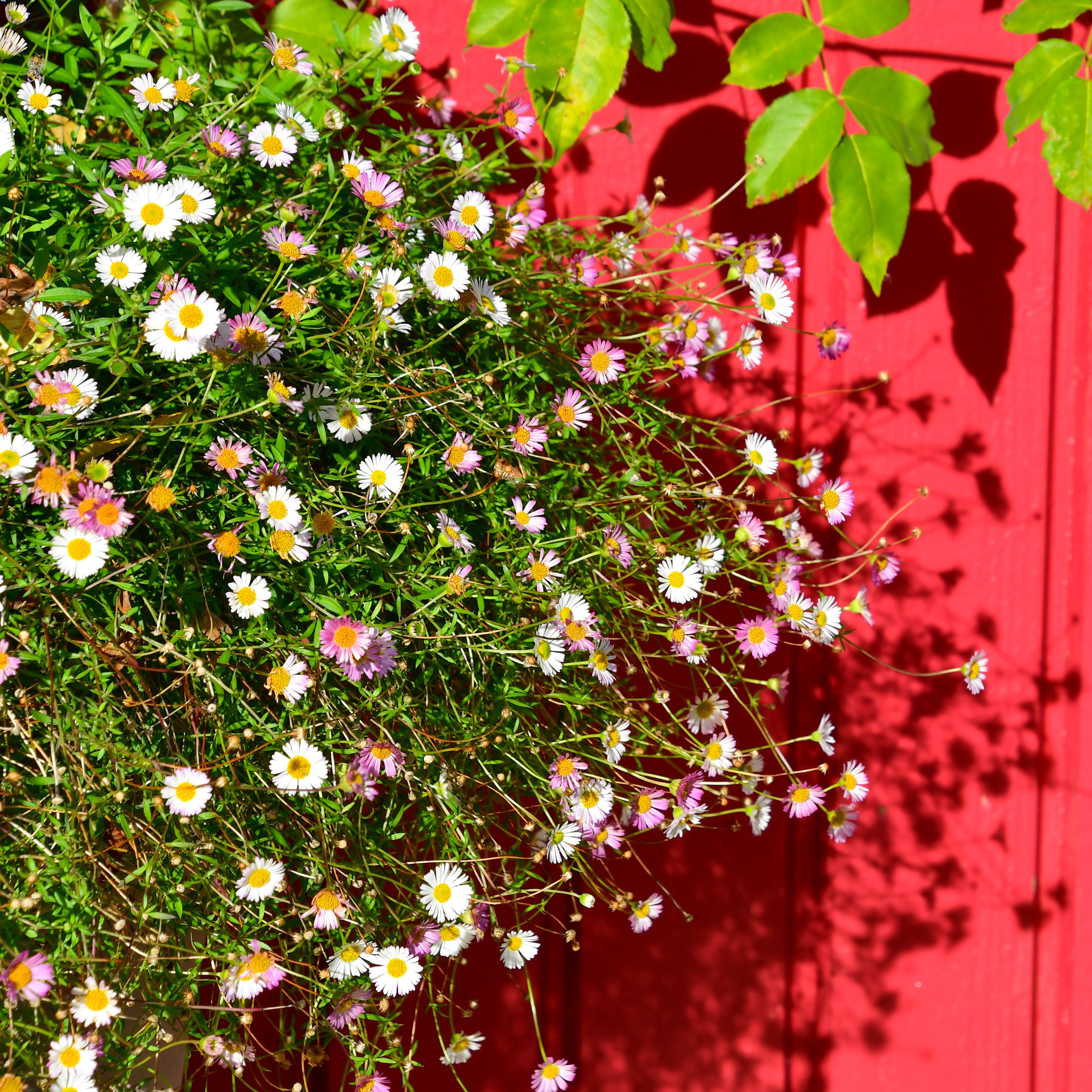 Erigeron karvinskianus 1L