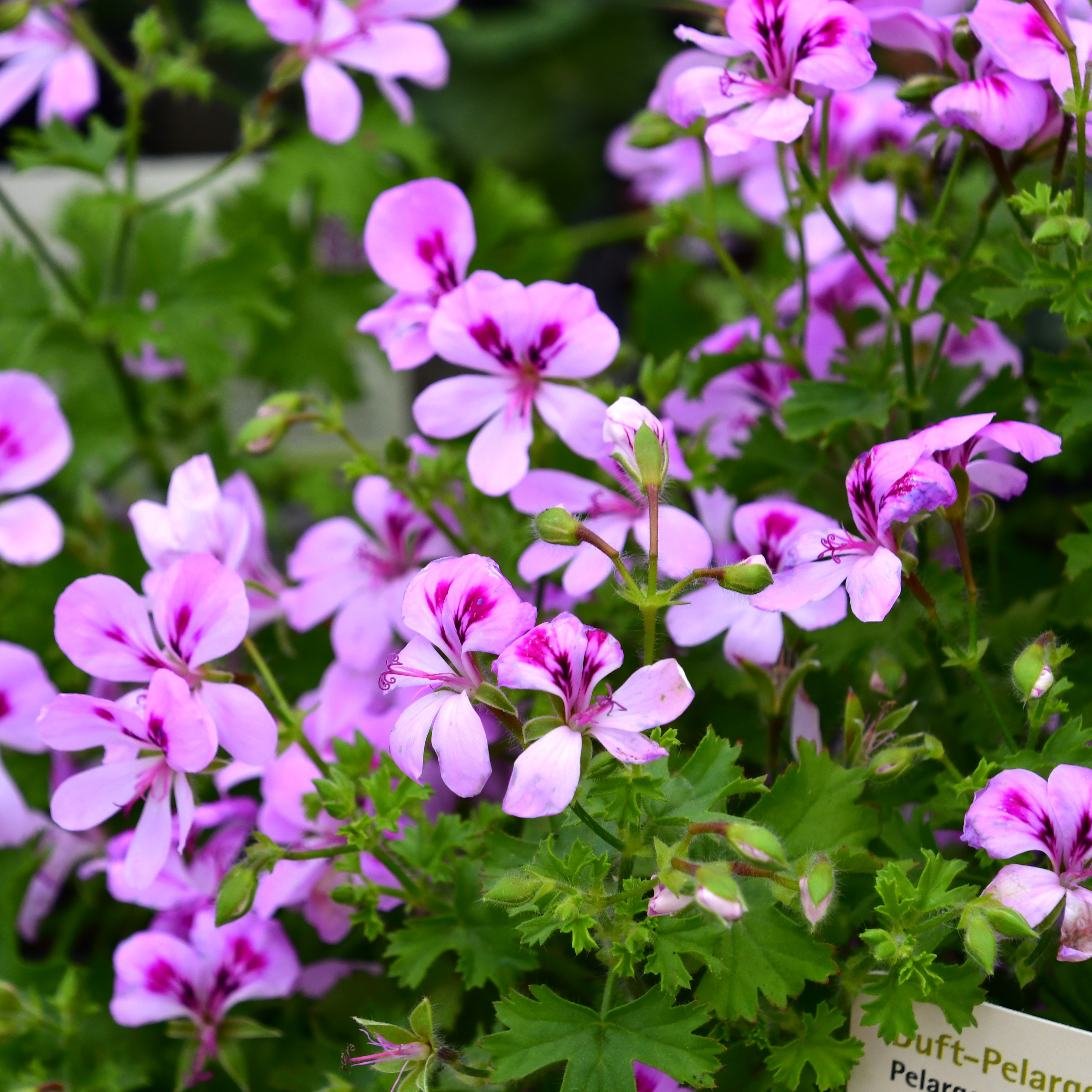 Pelargonium Citronella - Duftgeranie Zitronenduft 1L