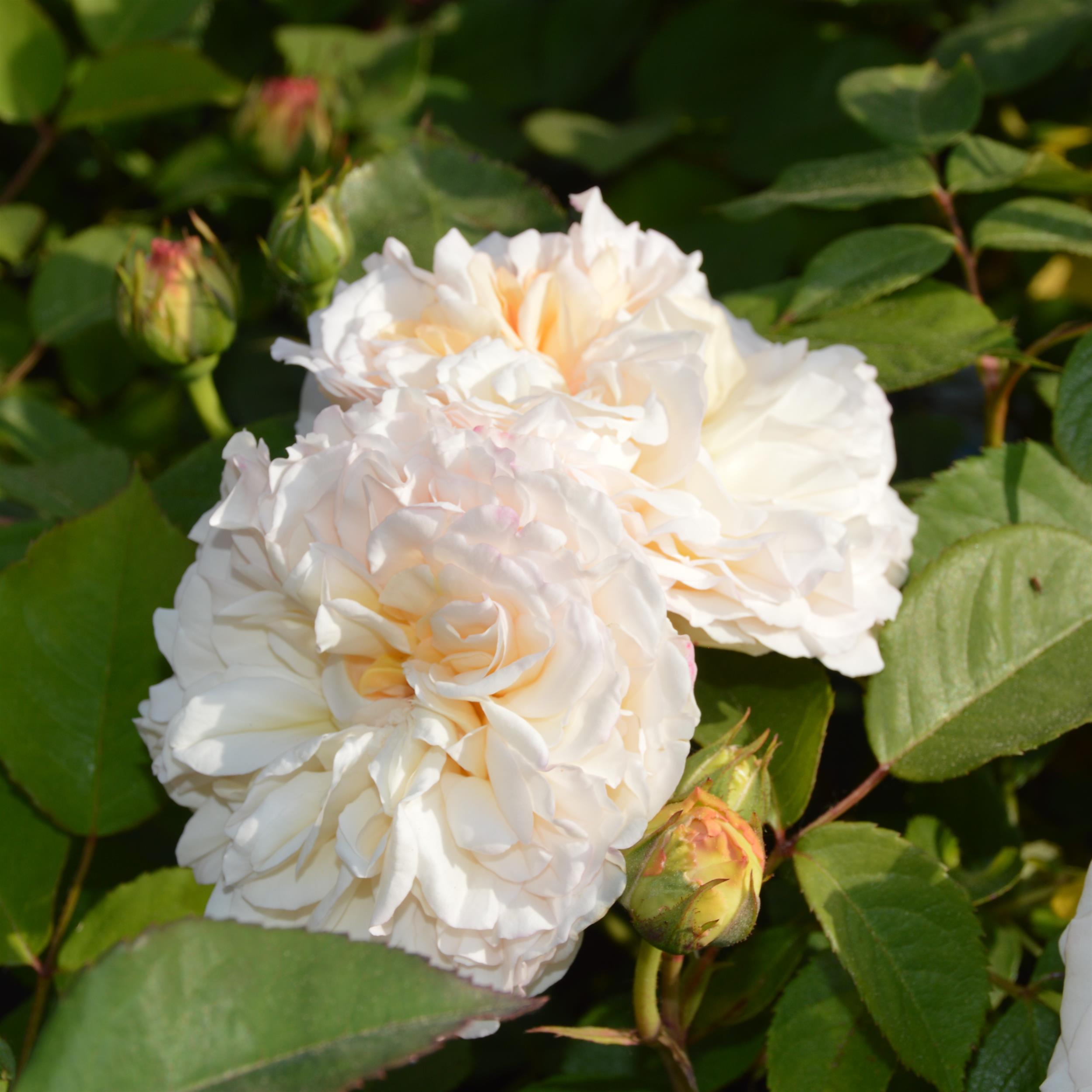 White Gruß an Aachen