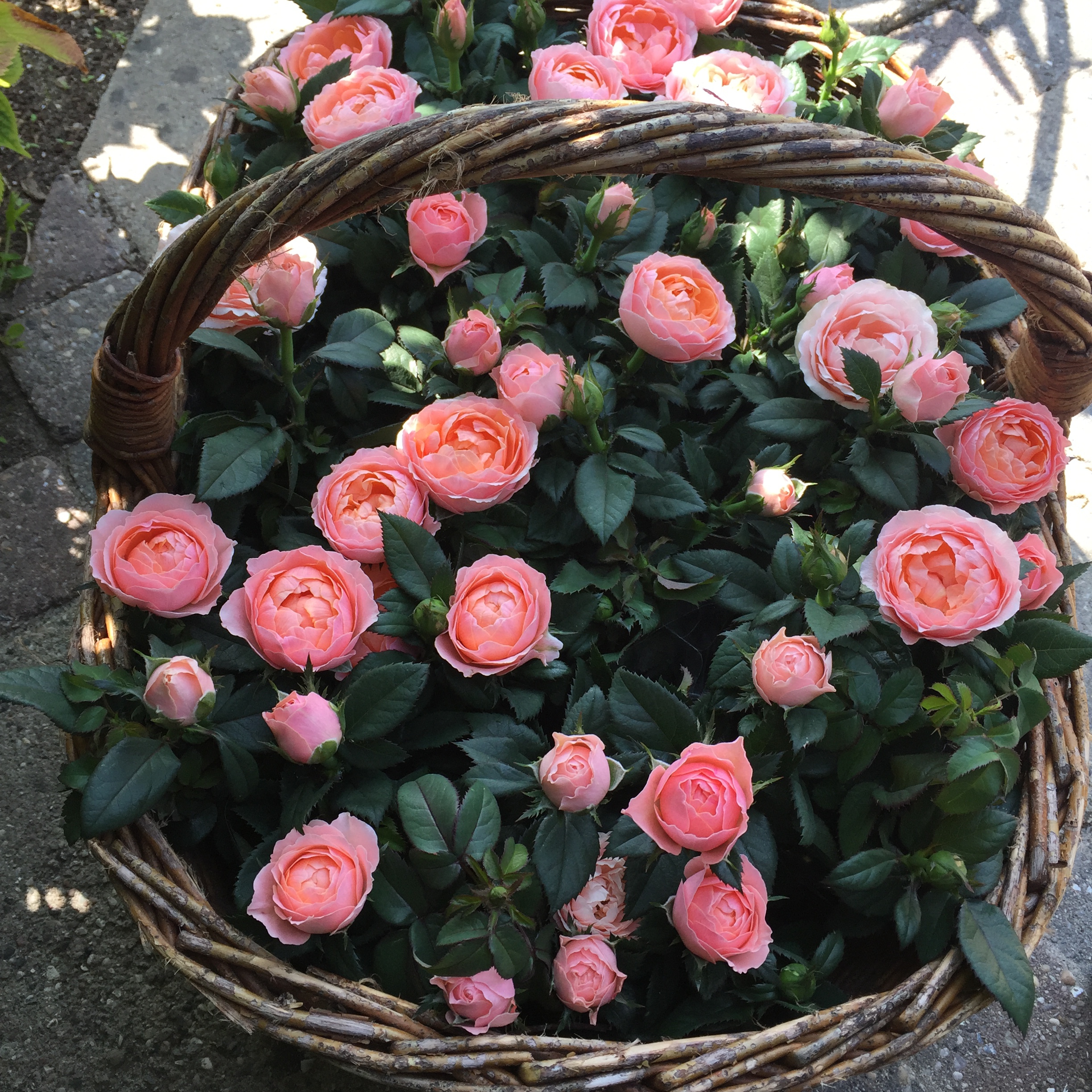 Sweet Love Forever