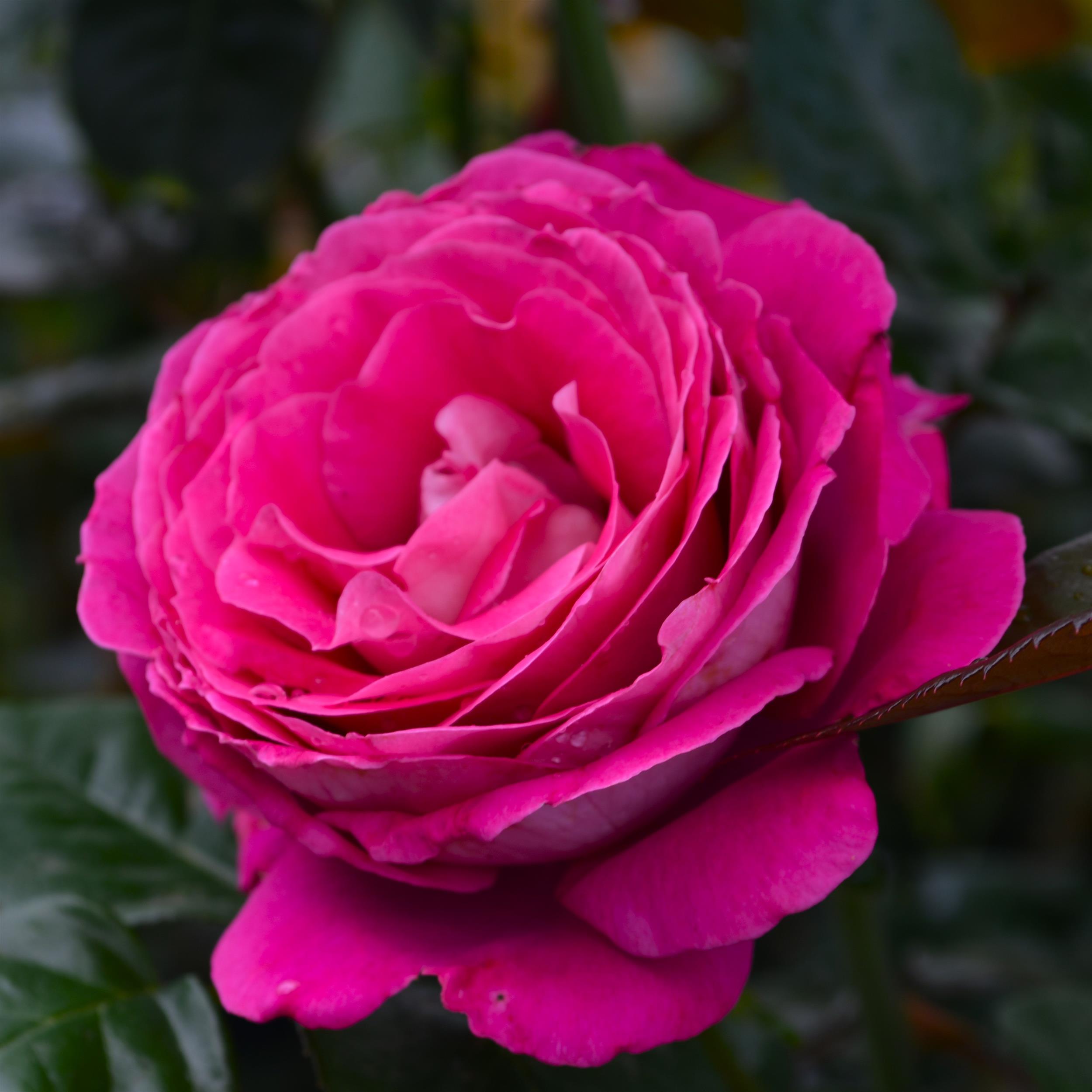 Baronne E. de Rothschild