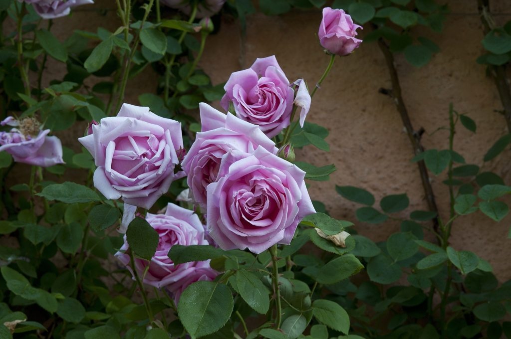 Mme Caroline Testout