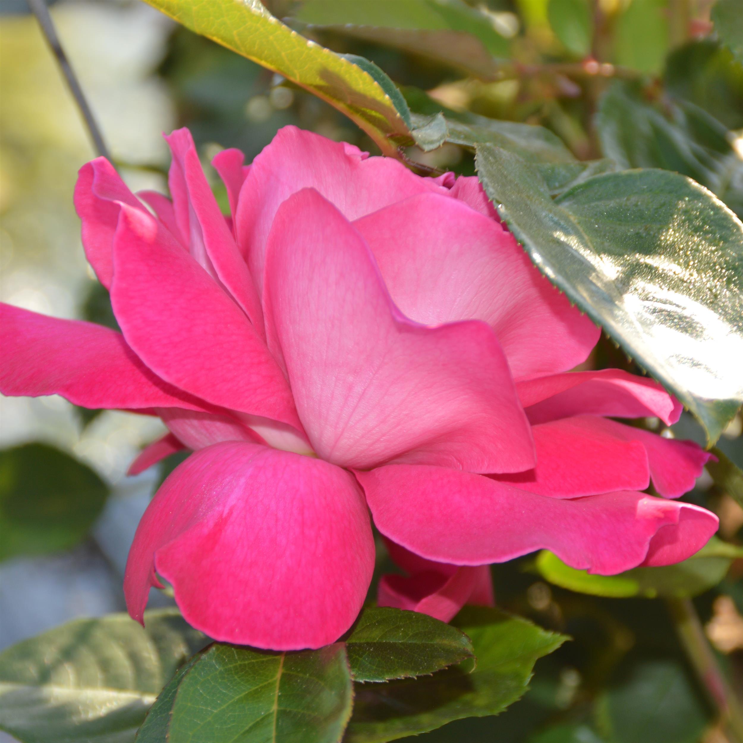 Baronne E. de Rothschild