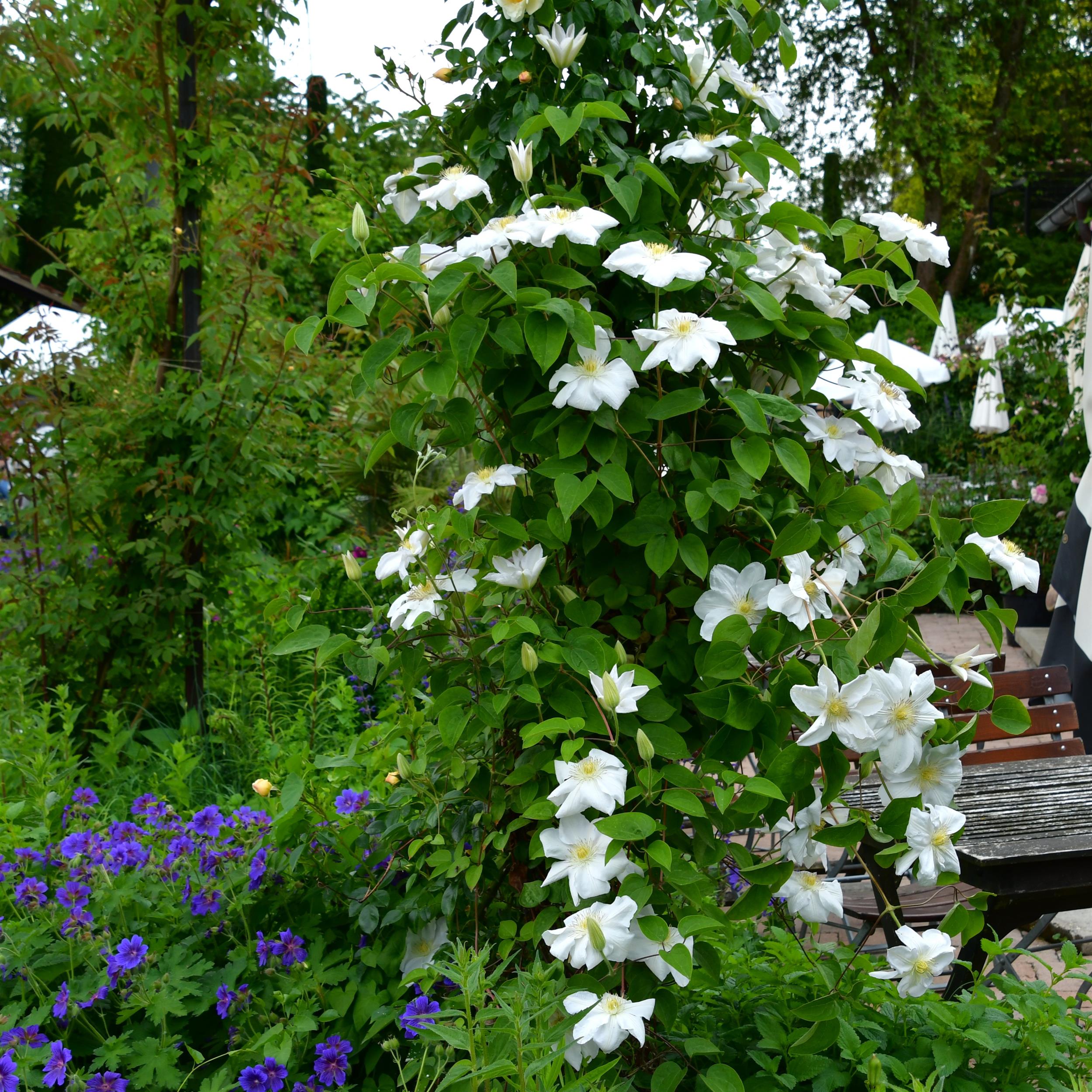 Clematis '  Mme. le Coultre