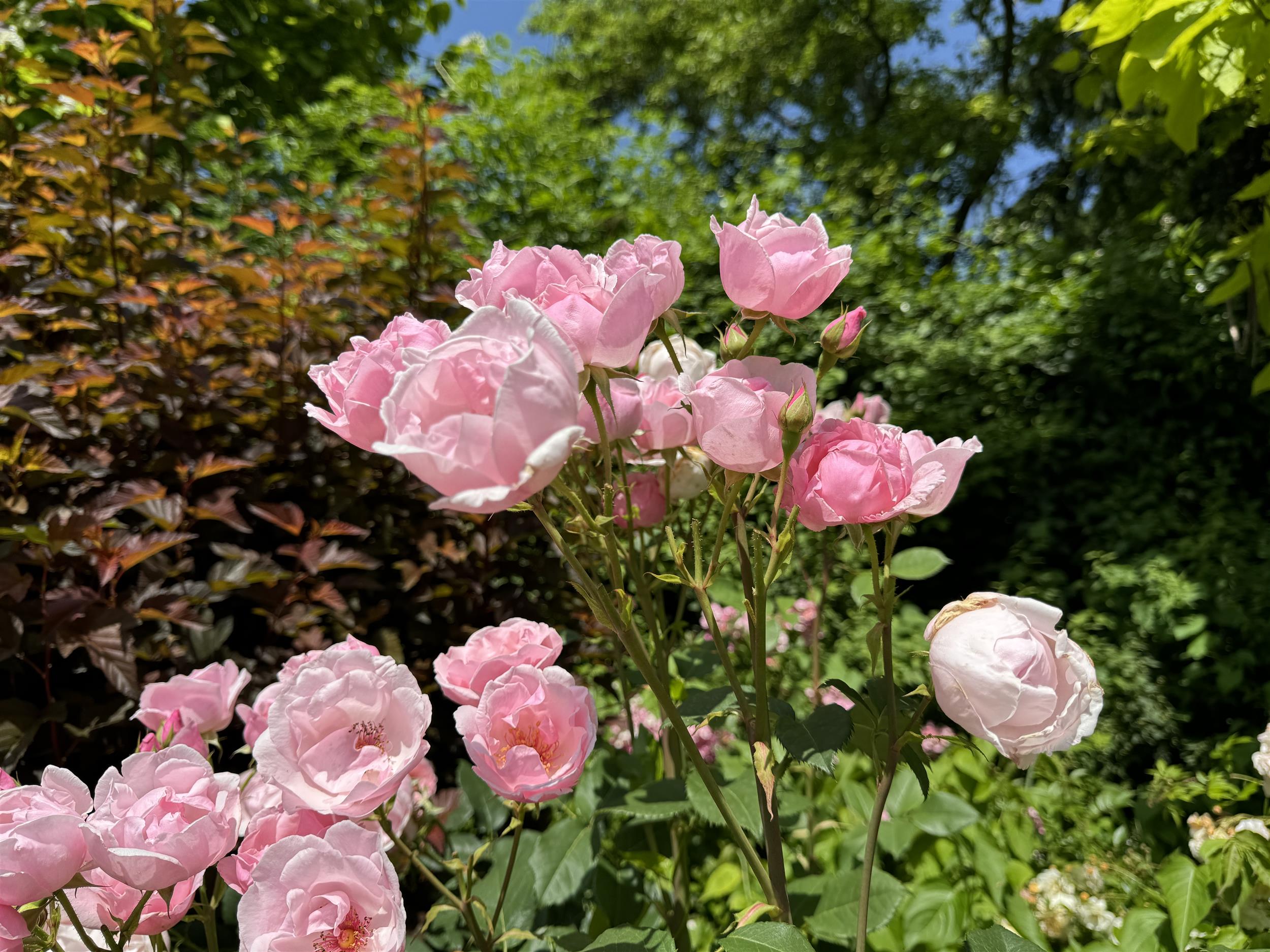 Pink Pillar