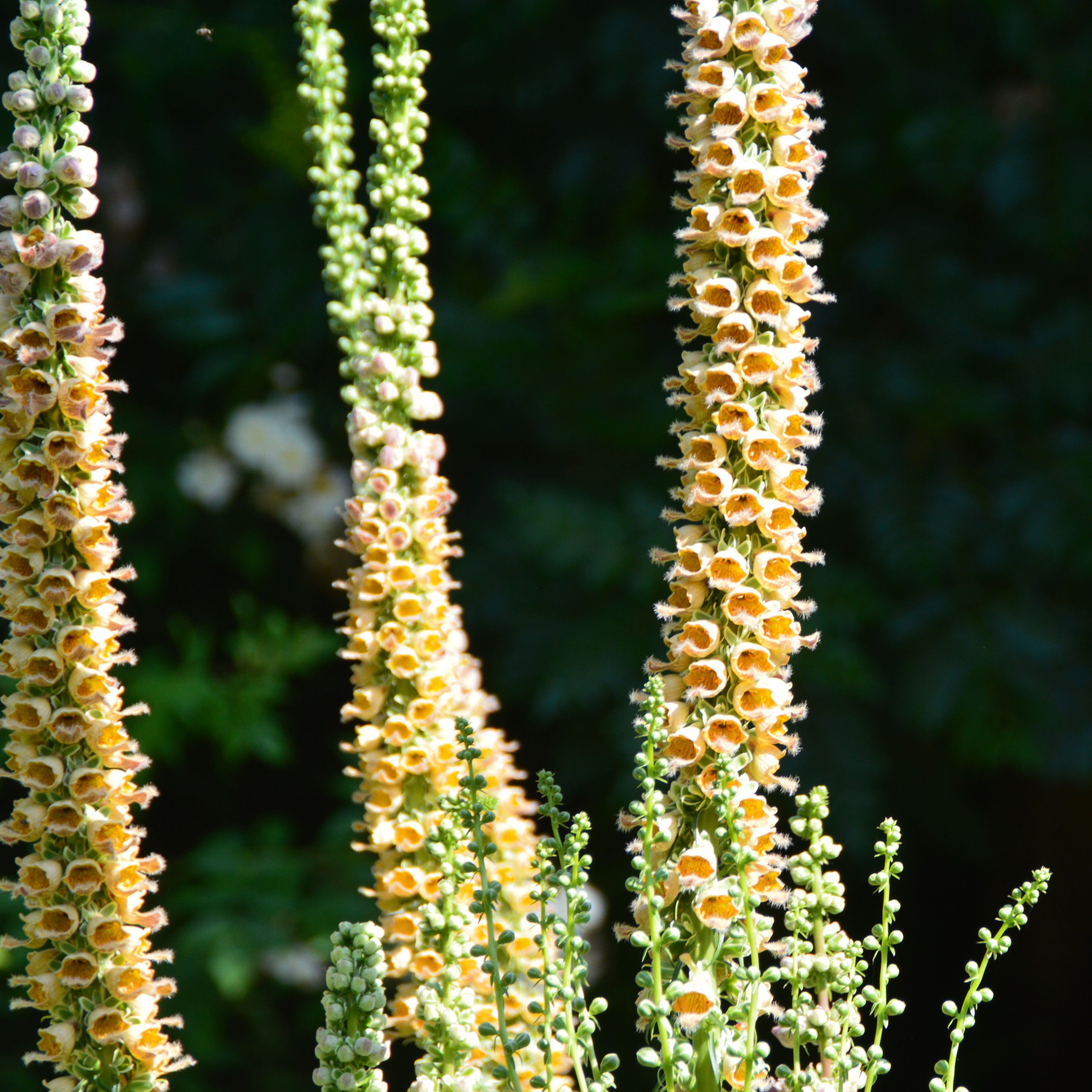 Digitalis ferruginea 'Gigantea' 1L