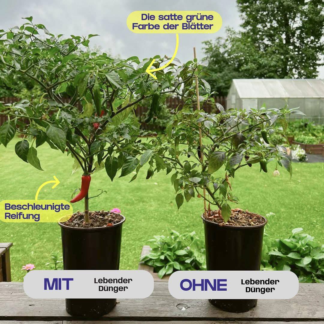 Lebender Dünger Organic-Balance® Universal 500