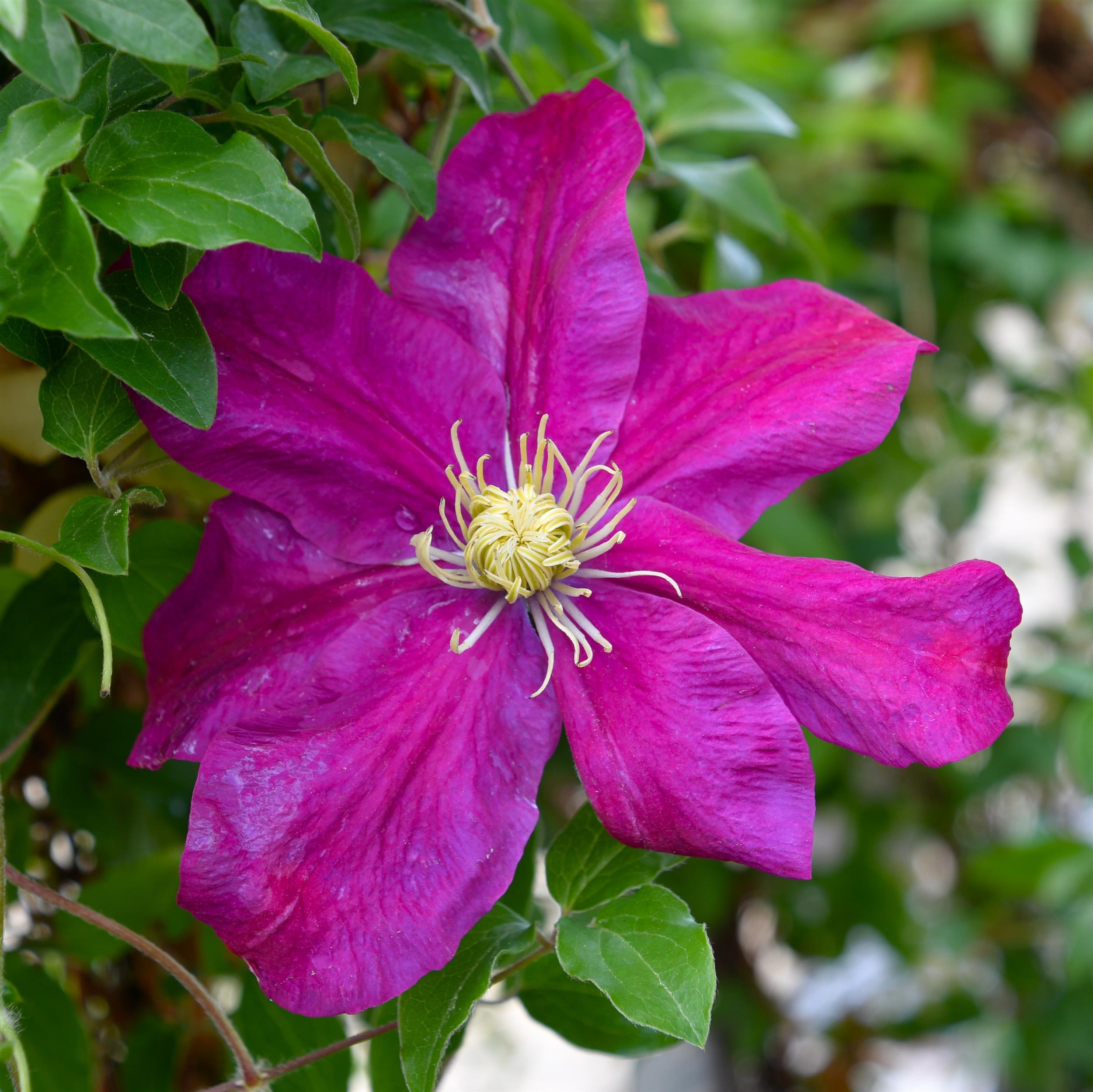 Clematis hyb. `Sunset`