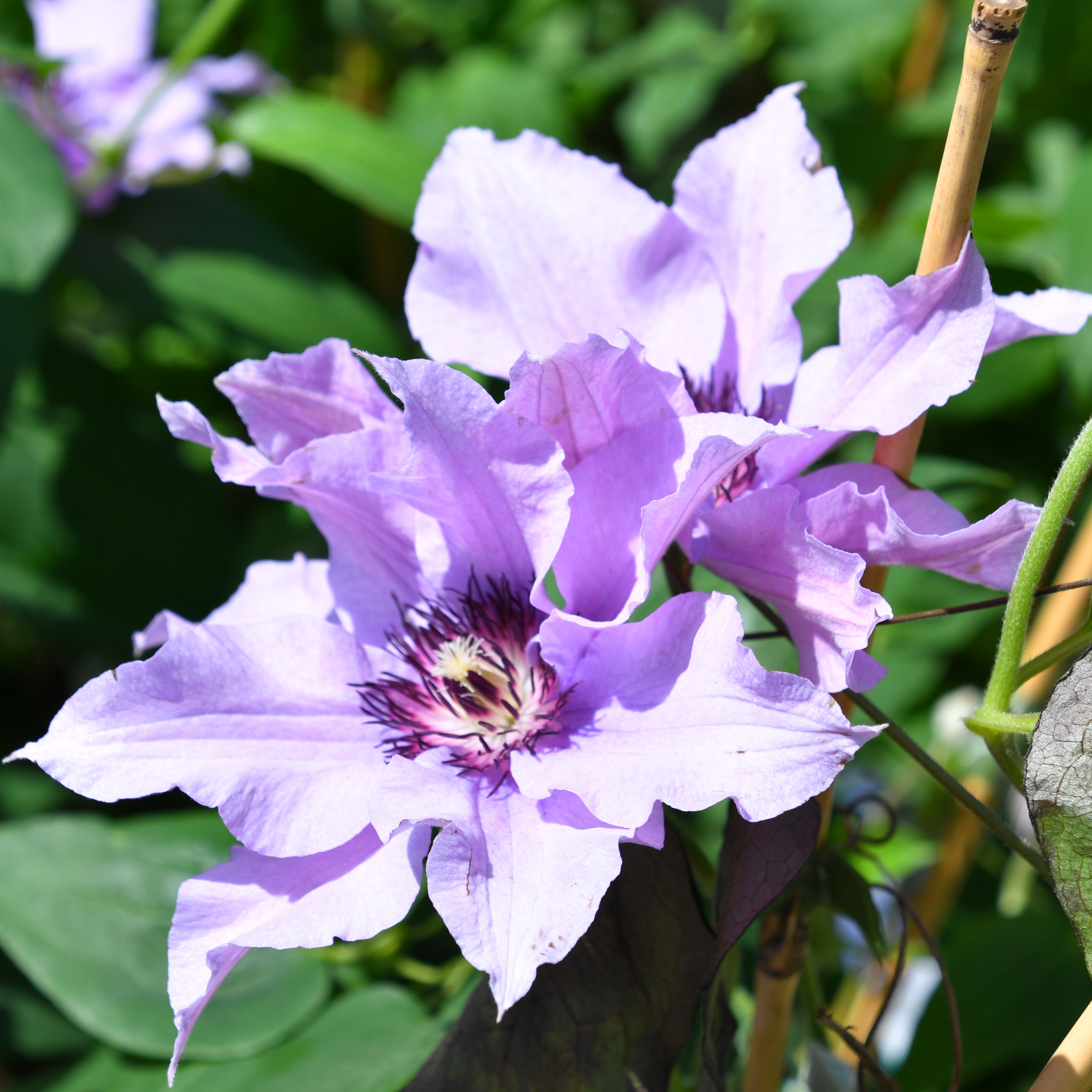 Clematis hybride Königskind Rosa