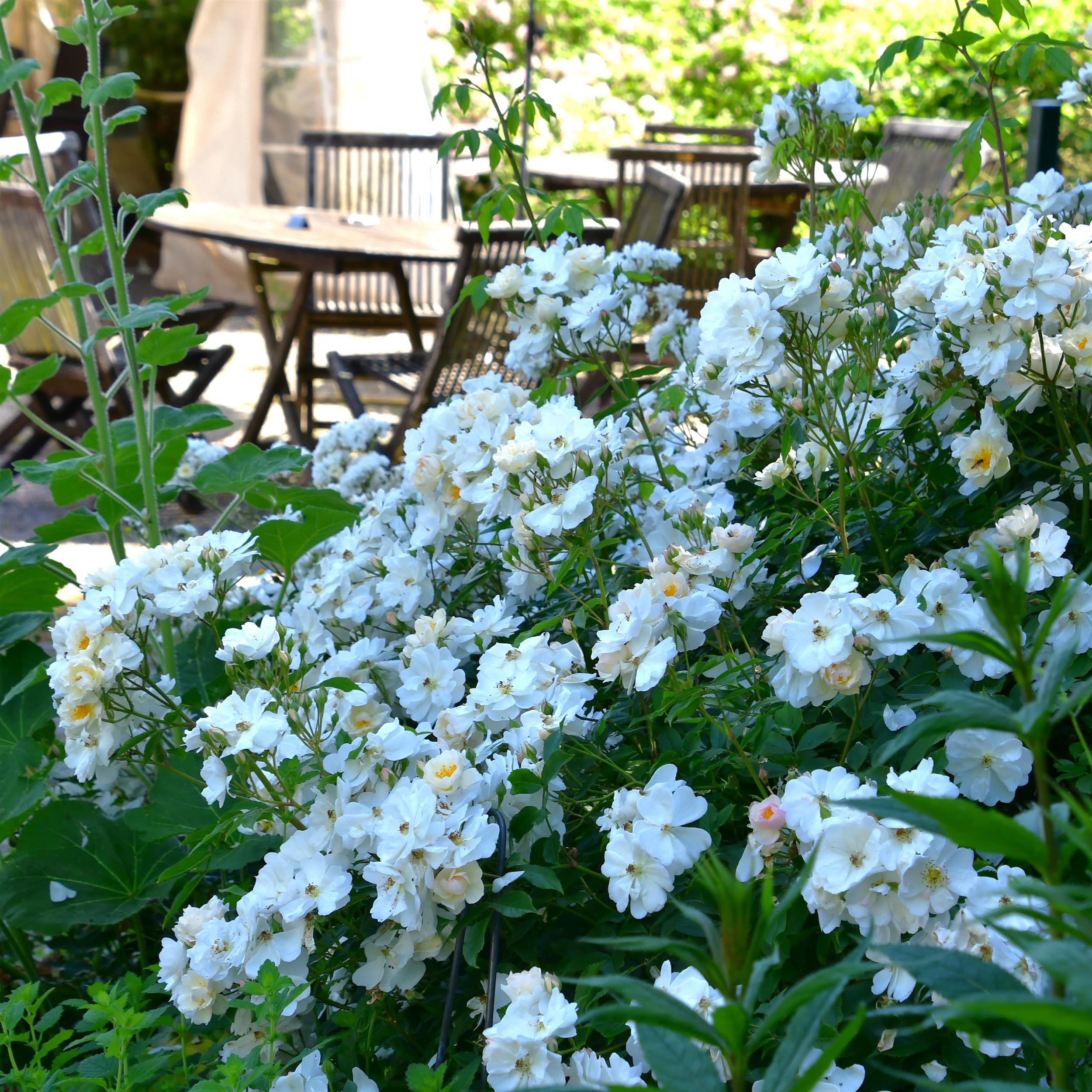 Penelope Hobhouse - Stammrose 110 cm