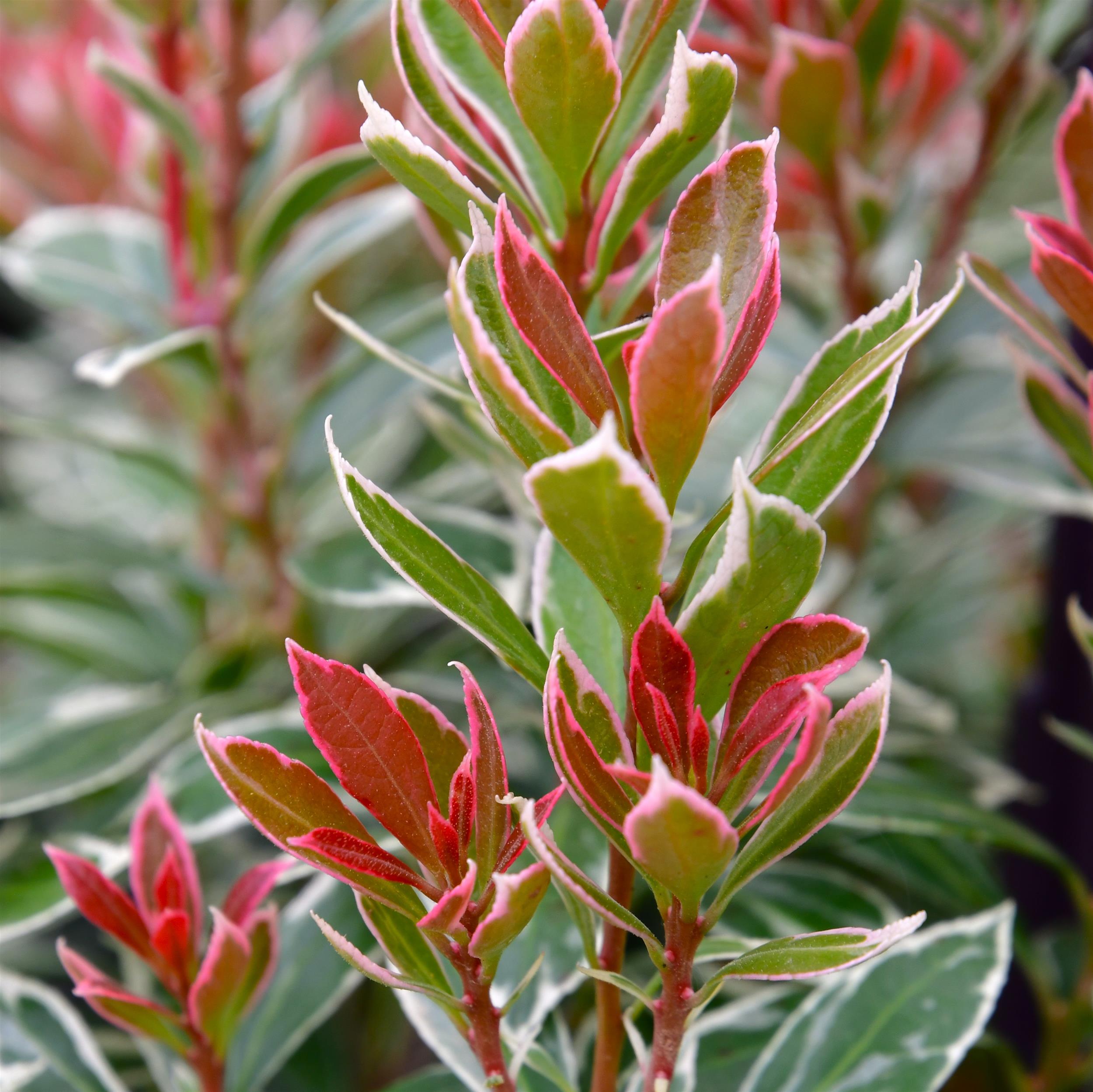 Pieris japonica 'Little Heath'