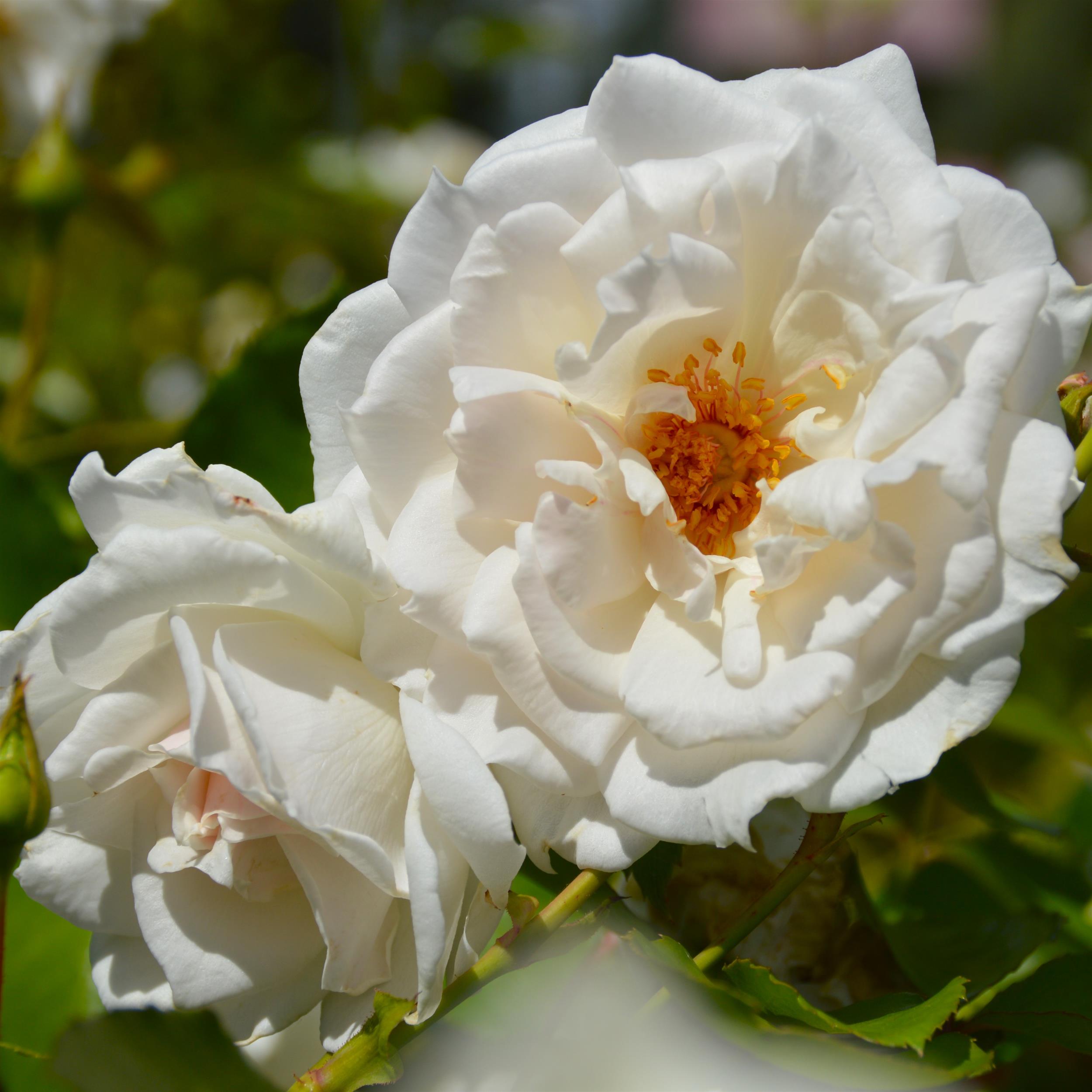 Miss Elizabeth Bennet