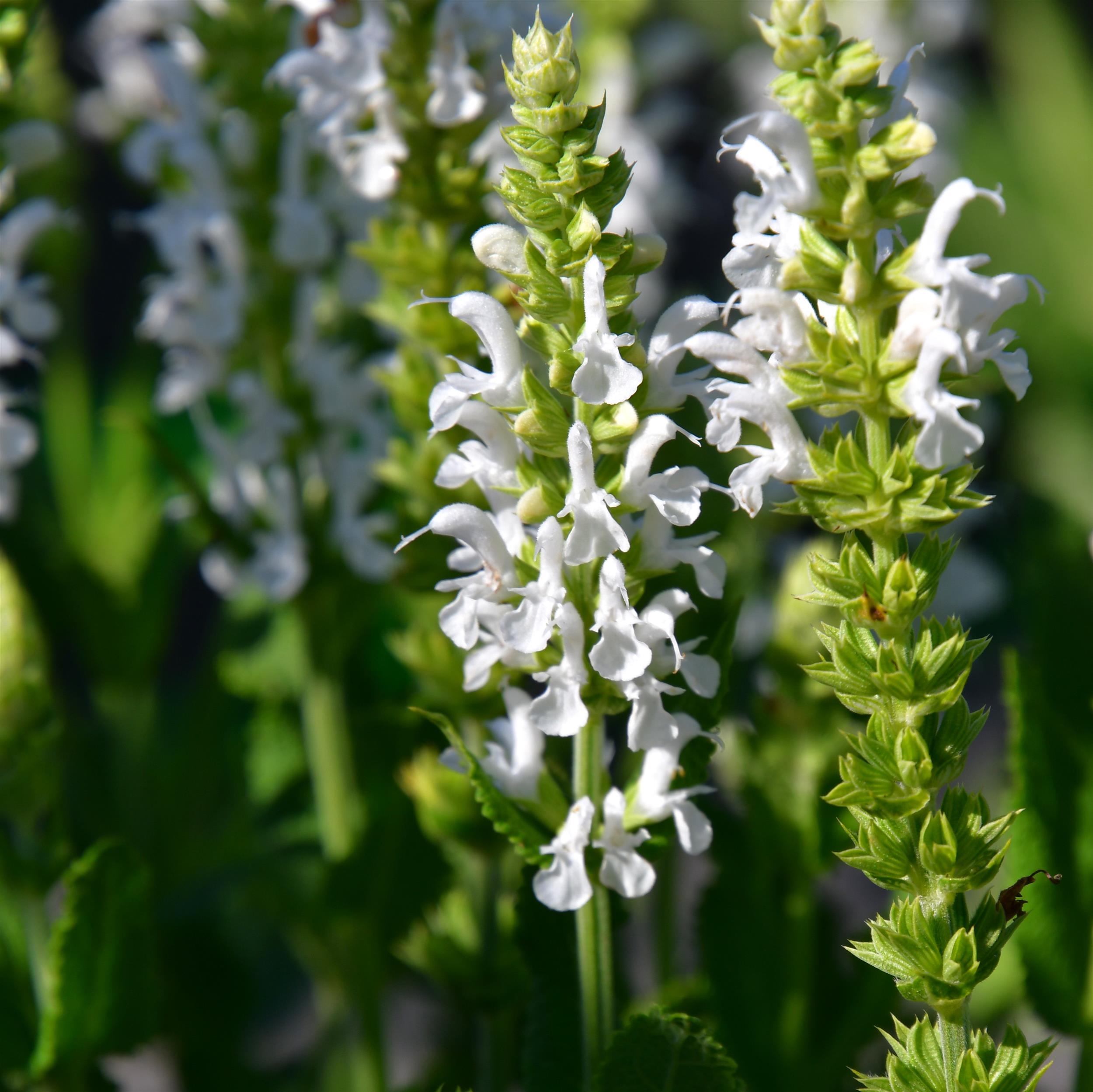 Salvia nemorosa 'Adrian'/Schneehügel 2L