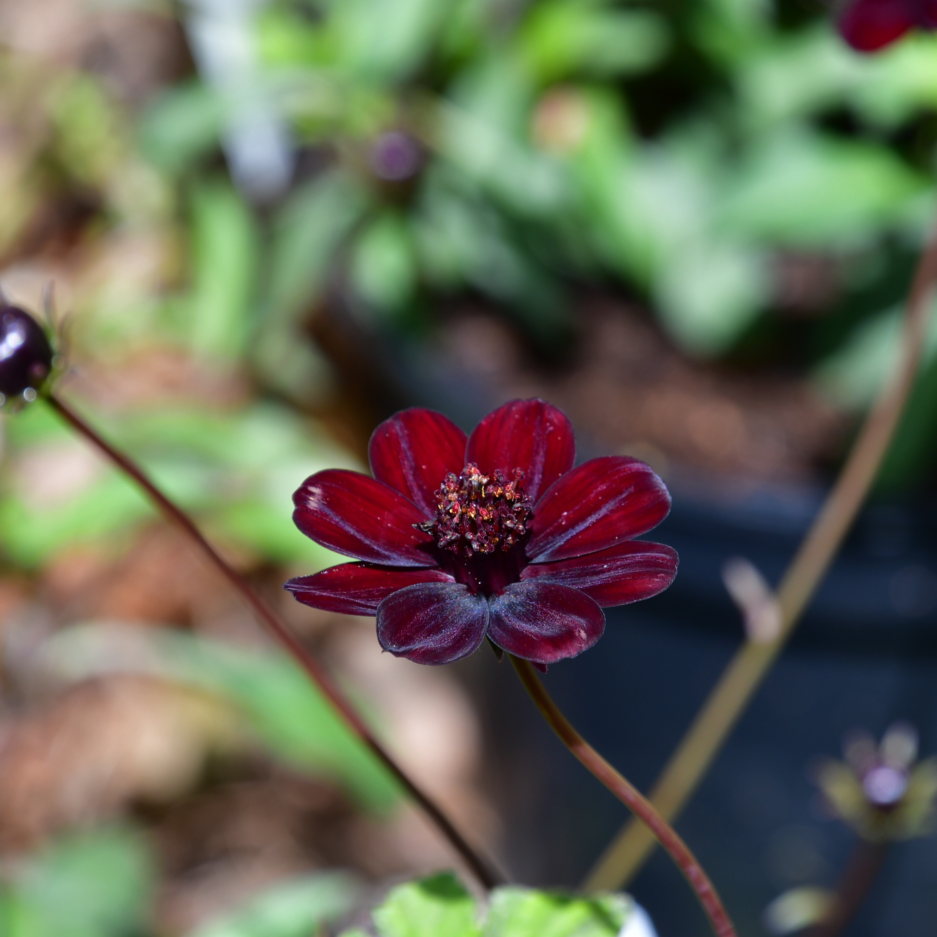 Cosmos atrosanguineus 'Chocamocha' 1L