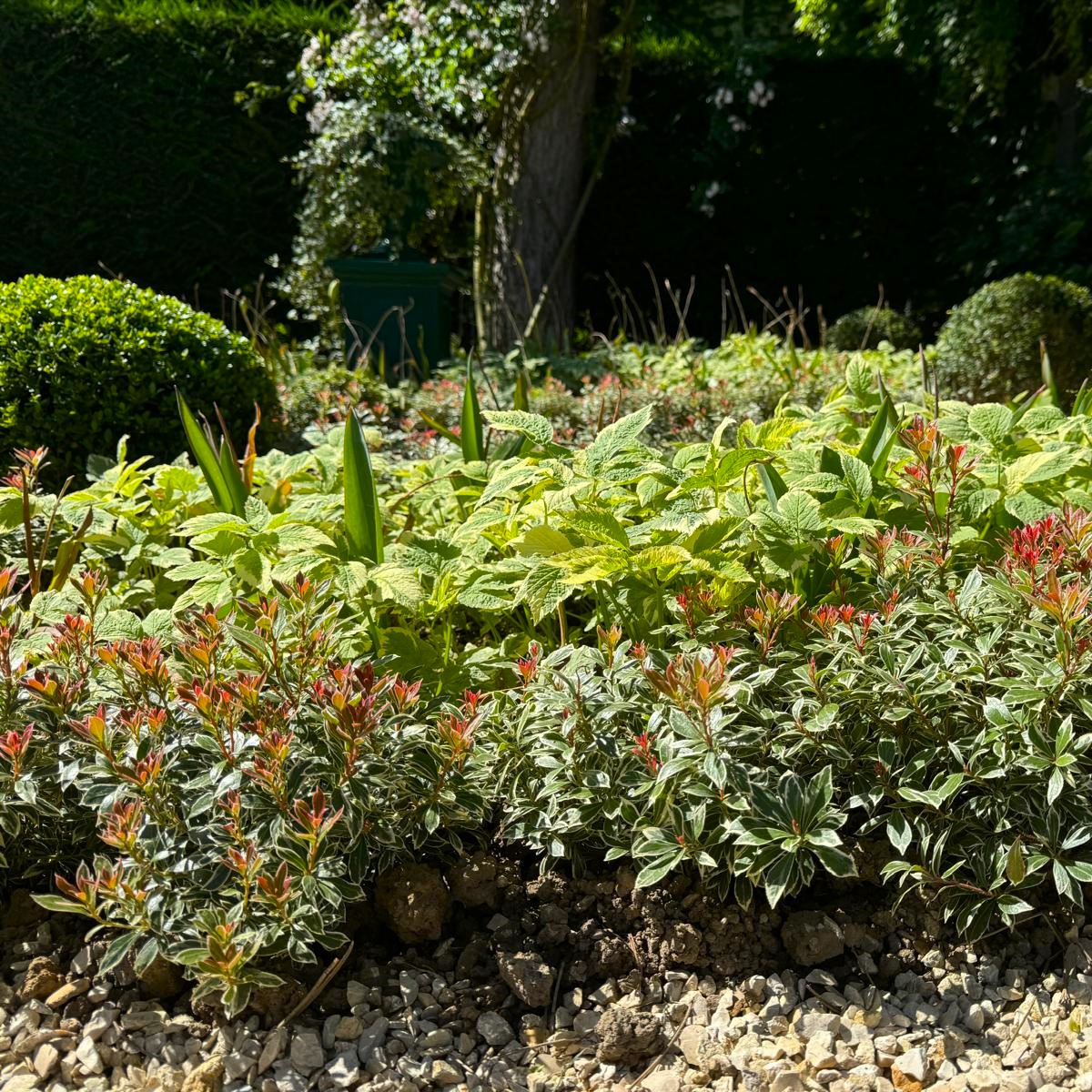 Pieris japonica 'Little Heath'