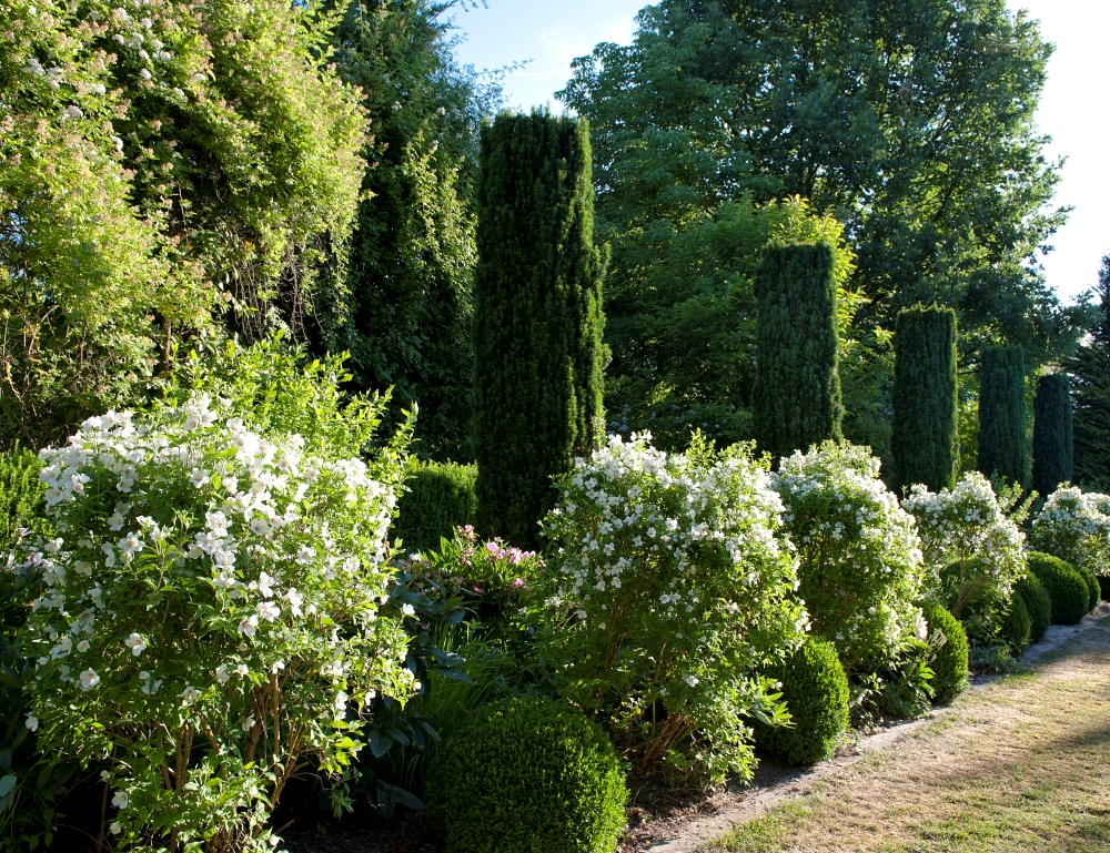 Philadelphus  'Belle Etoile' 5L