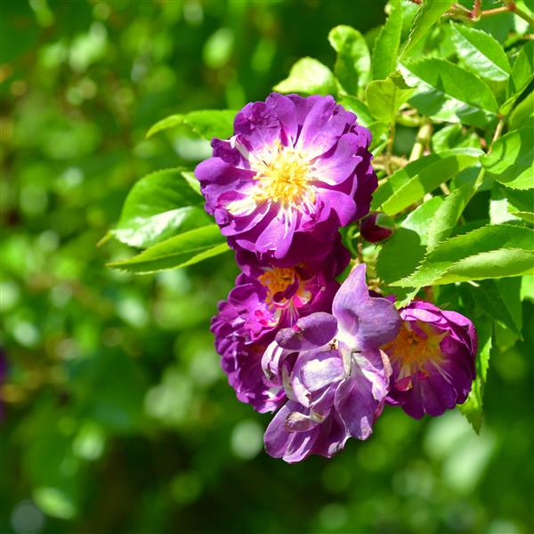 Purple Skyliner