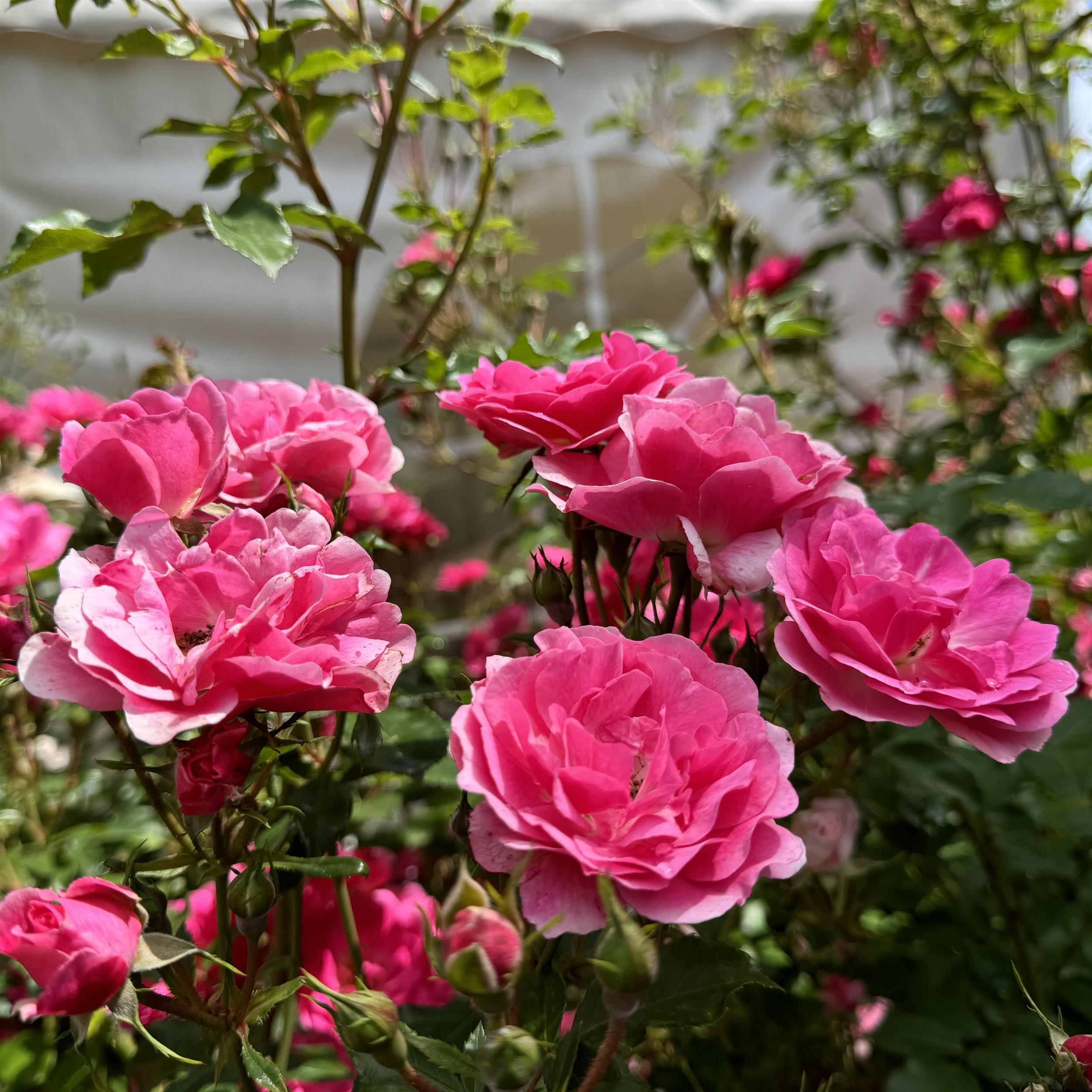 Bad Wörishofen 2005 / Pink Emely