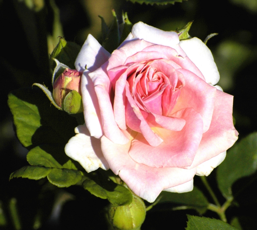 Pink Dream