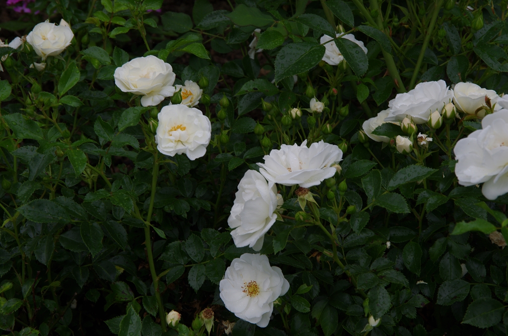 Innocencia - Stammrose 60 cm